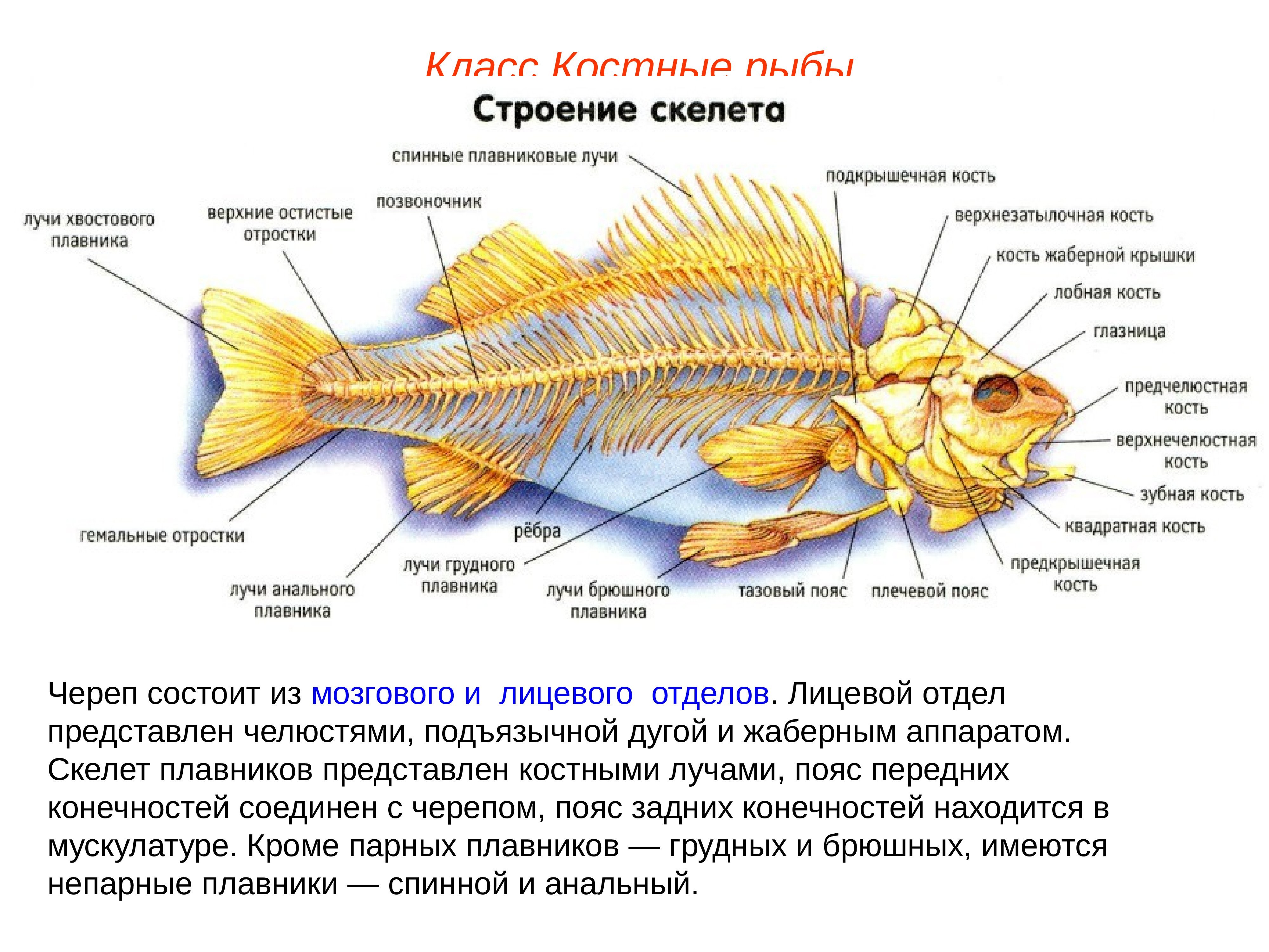 Внутренний скелет костной рыбы. Скелет Надкласс рыбы. Надкласс рыбы отделы скелета. Класс костные рыбы строение скелета. Строение костных рыб 7 класс биология.
