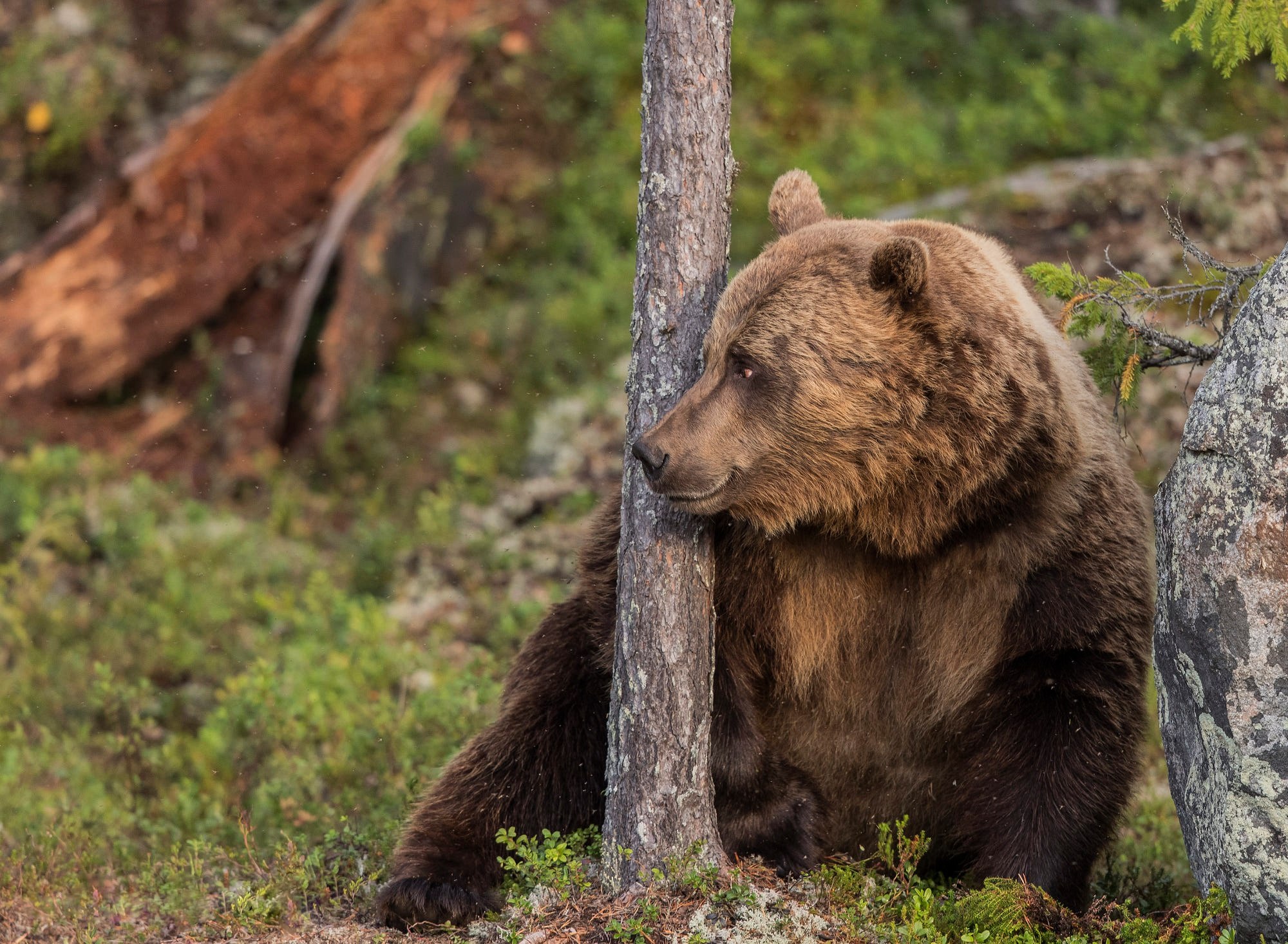 К чему снится медведь бурый большой женщине. Бурый медведь. Бурый медведь в Ульяновской области. Апеннинский бурый медведь. Бурый медведь на дереве.