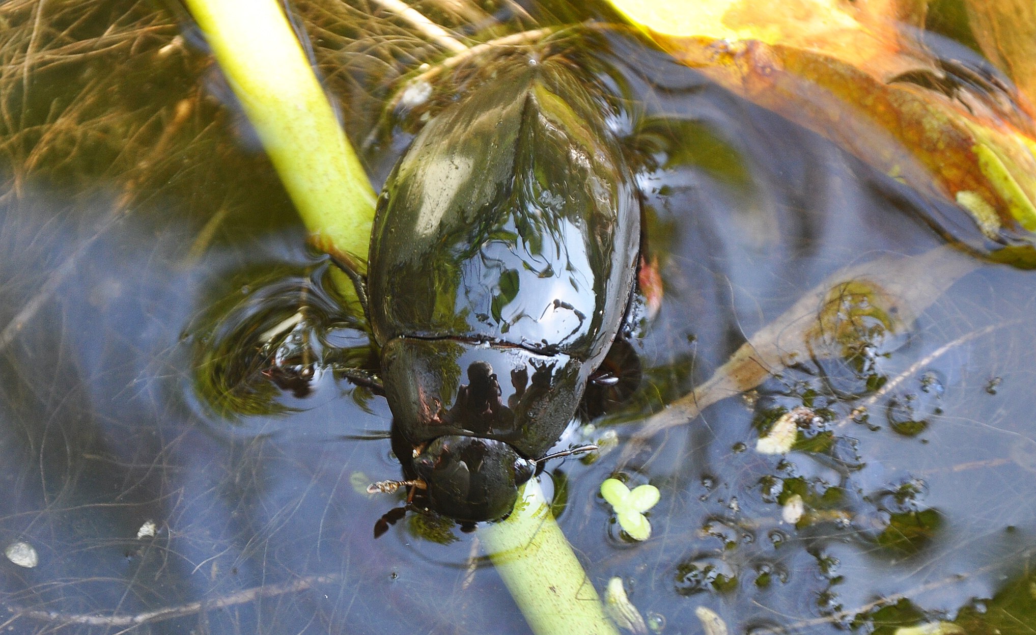 Водолюб. Жук водолюб большой. Hydrophilus piceus. Жук плавунец черный. Личинка жука водолюба.