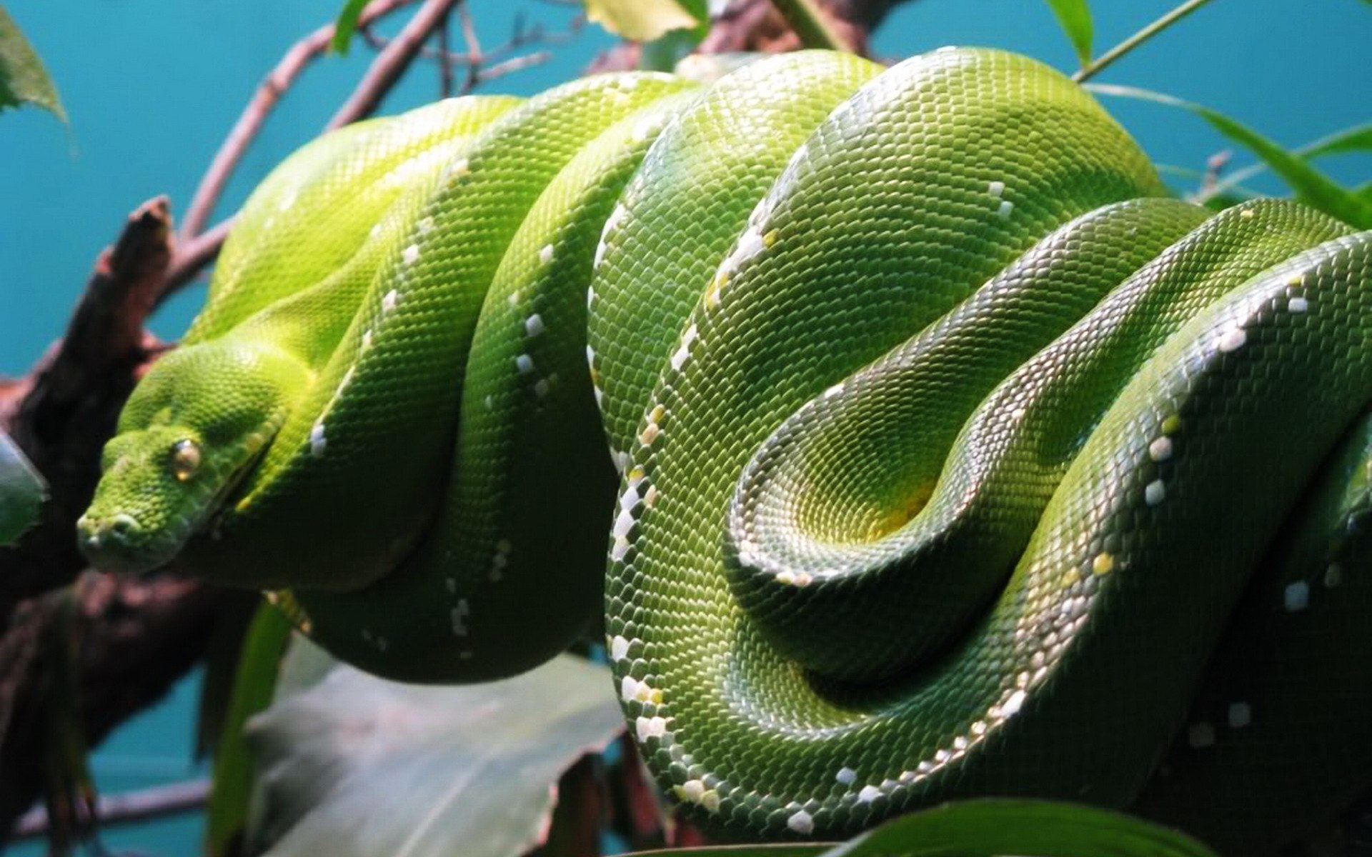 Сколько метров змея. Зеленая Анаконда. Змея зеленая Анаконда. Зеленая Анаконда (eunectes murinus). Южная Америка Амазонка Анаконда.