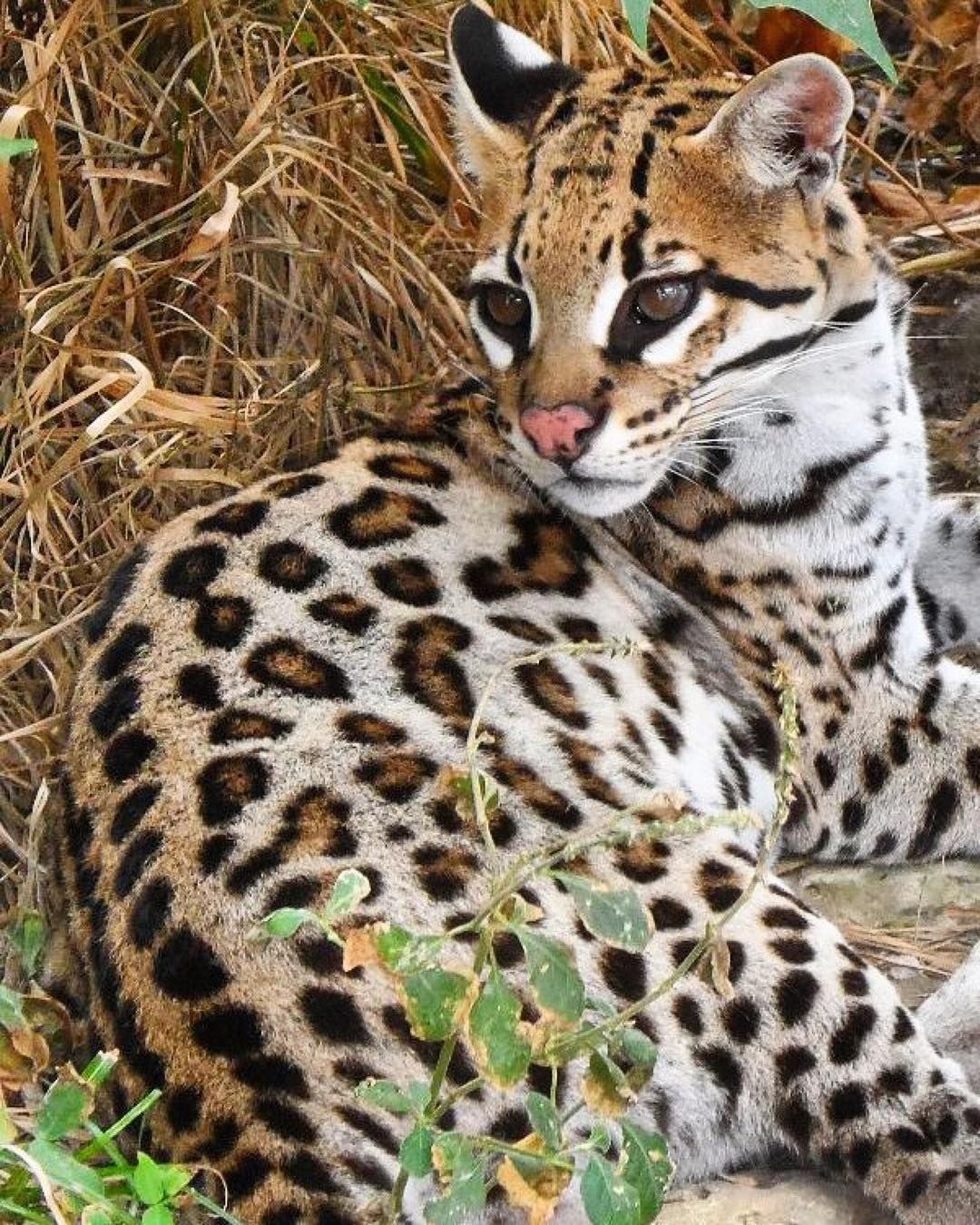 Крупные виды животных. Онцилла и Оцелот. Леопард онцилла. Онцилла тигровая кошка. Леопард Оцелот.