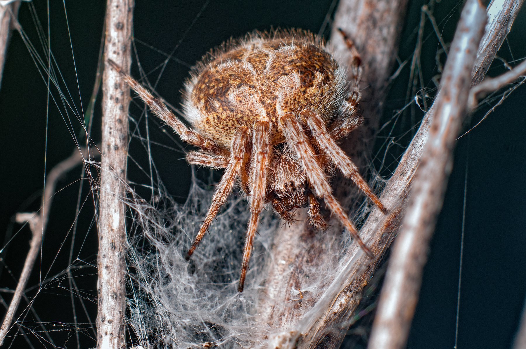 Spider mine. Водяной паук. Водяные пауки России. Пауки Воронежской области. Трубчатые пауки.