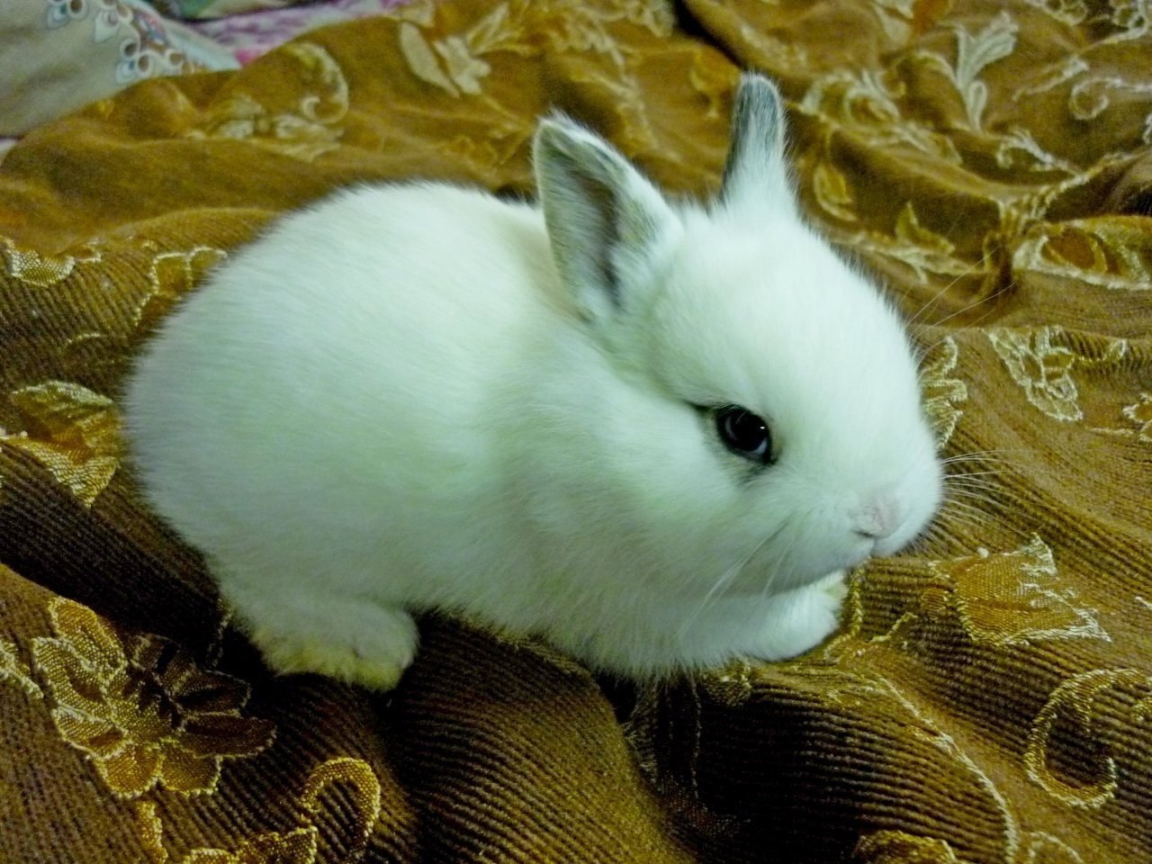 Кролик гермелин белый