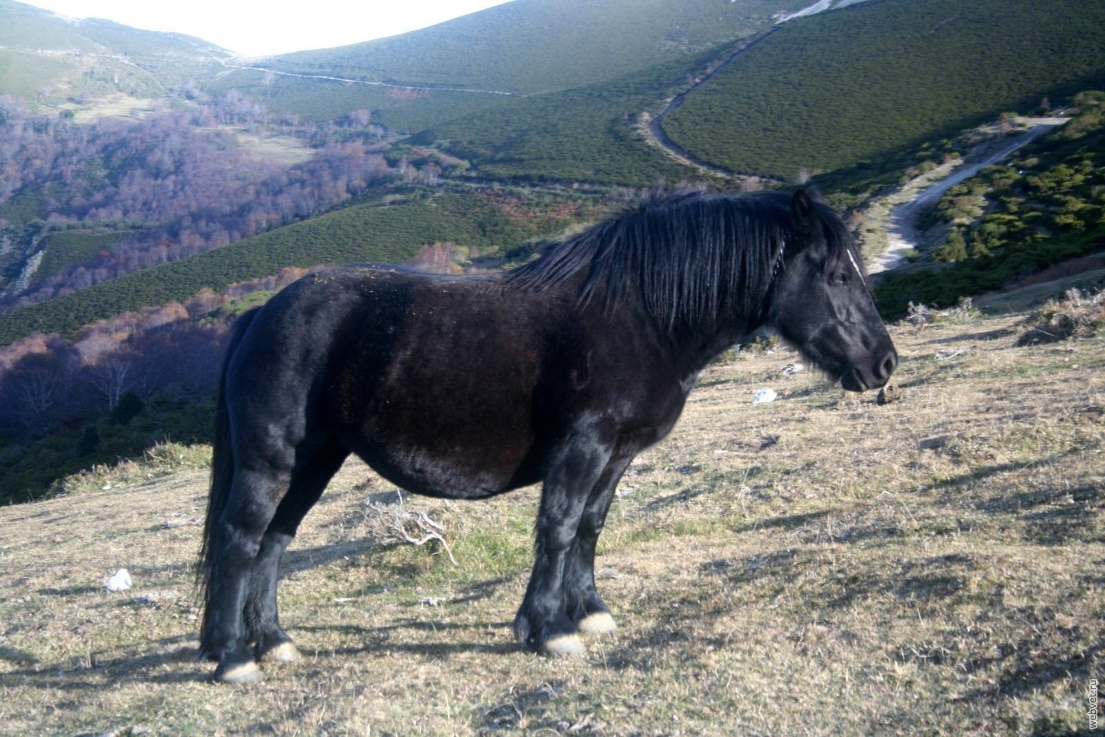 Иберийская лошадь