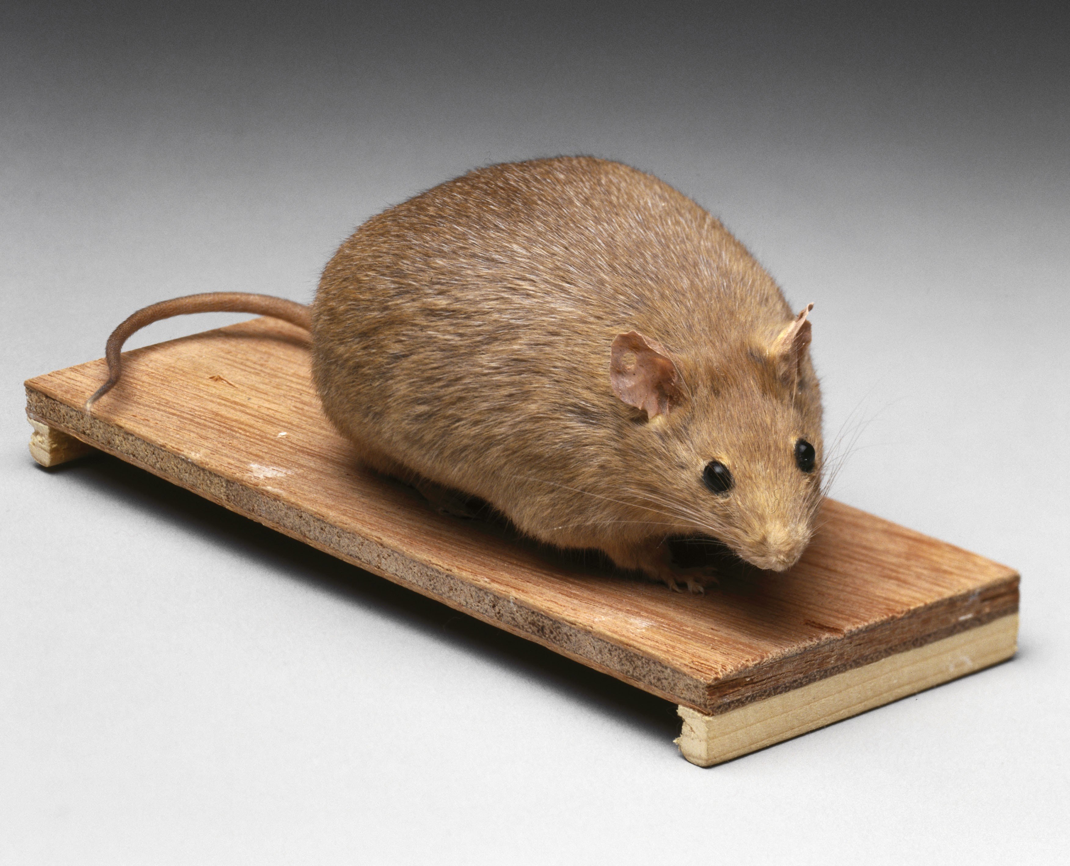 Мир мышей. Крыса Песчанка. Большая мышь. Огромная мышка. Самая огромная мышь в мире.