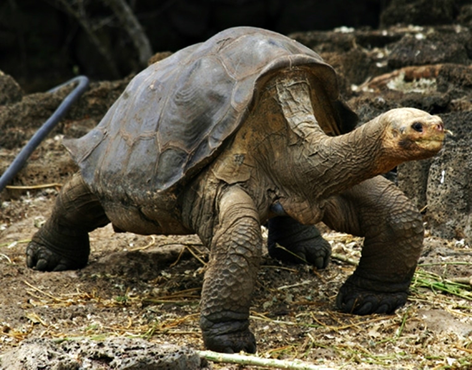 Абингдонские слоновые черепахи. Абингдонская слоновая черепаха. Галапагосская черепаха Джордж. Галапагосская черепаха одинокий Джордж. Абингдонская слоновая черепаха одинокий Джордж.