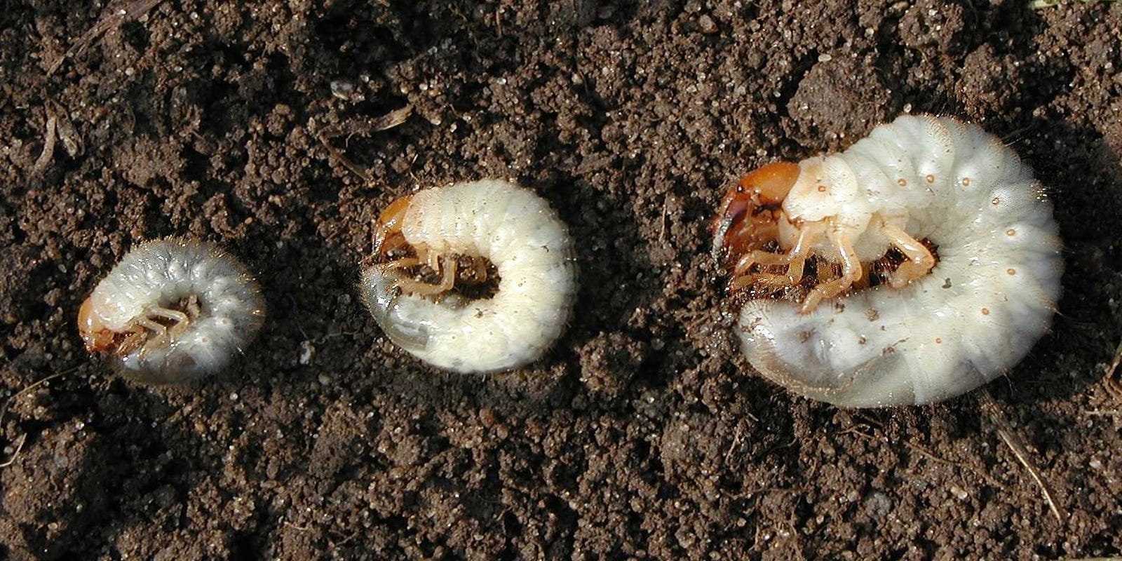 фото личинки майского жука крупным планом