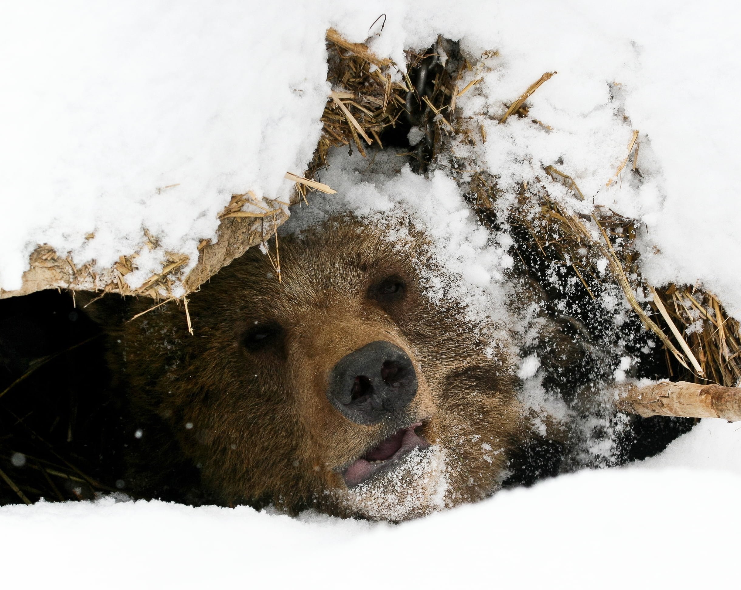 Когда просыпаются медведи после зимней