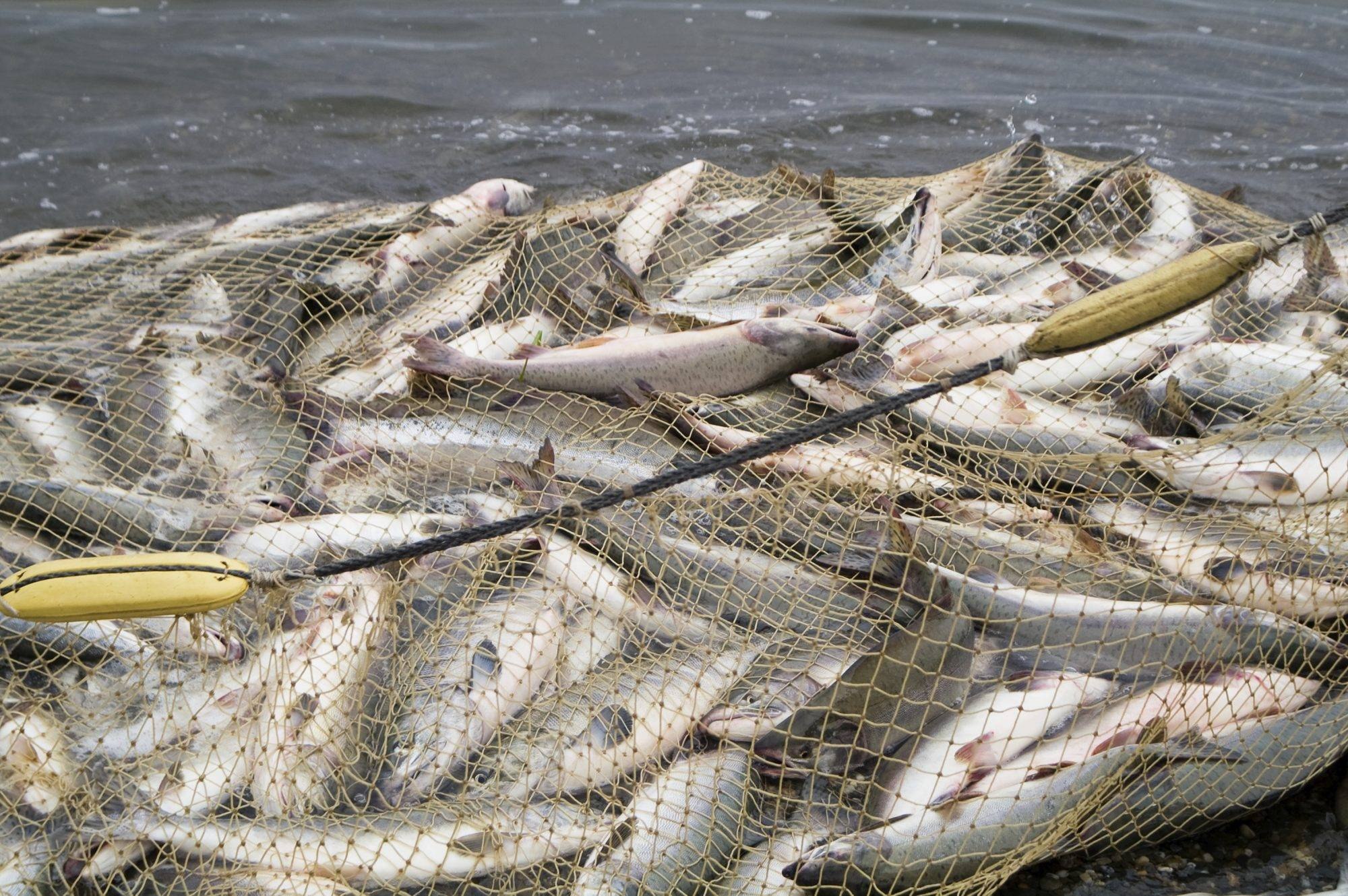 Лов рыбы сетью. Ловля сетями. Сеть для ловли рыбы. Куча рыбы. Много рыбы в сети.