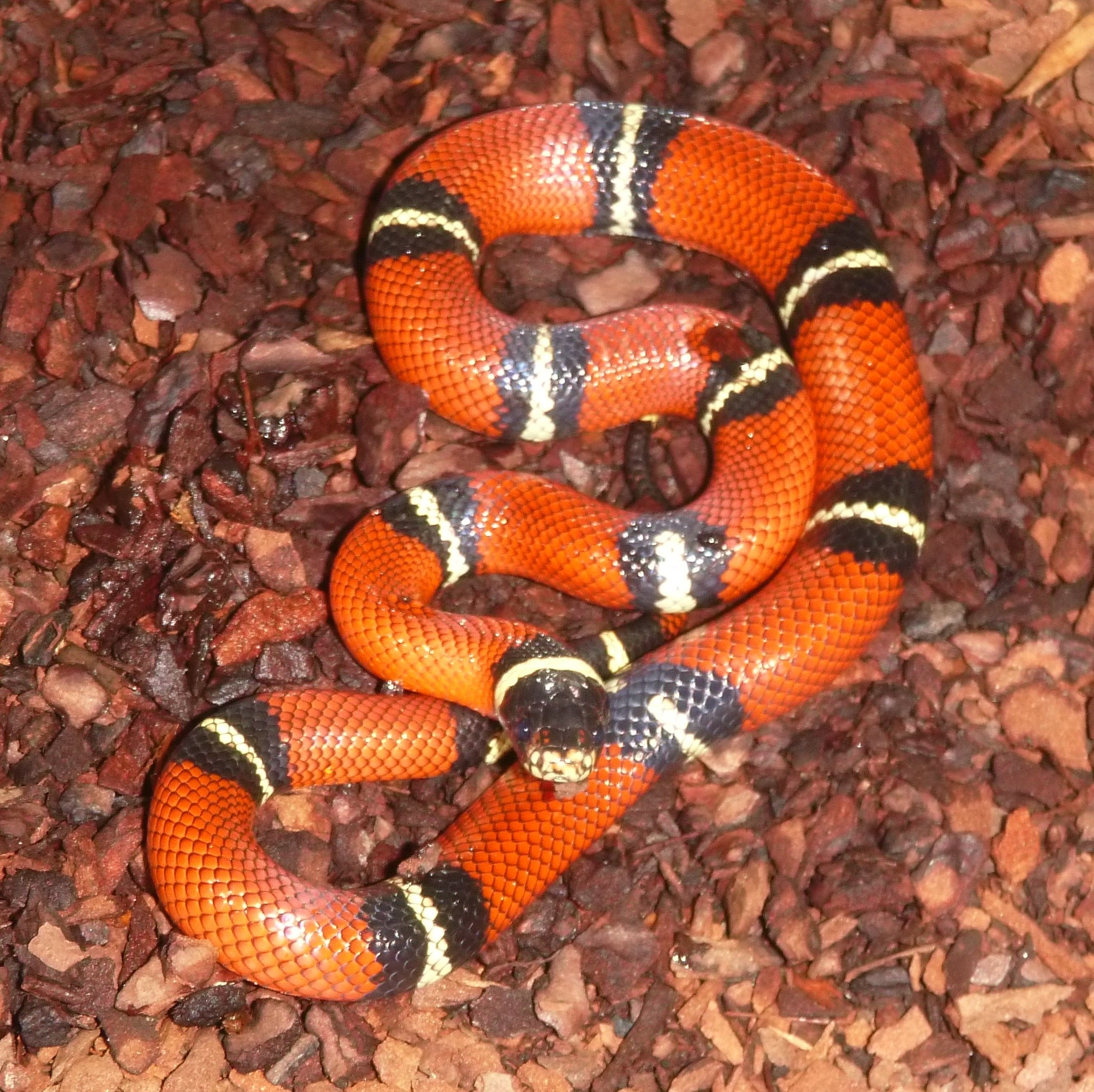 Маленькая змея во сне к чему снится. Синалойская молочная змея. Синалойская Королевская змея. Lampropeltis Triangulum. Синалойская молочная змея (Lampropeltis.
