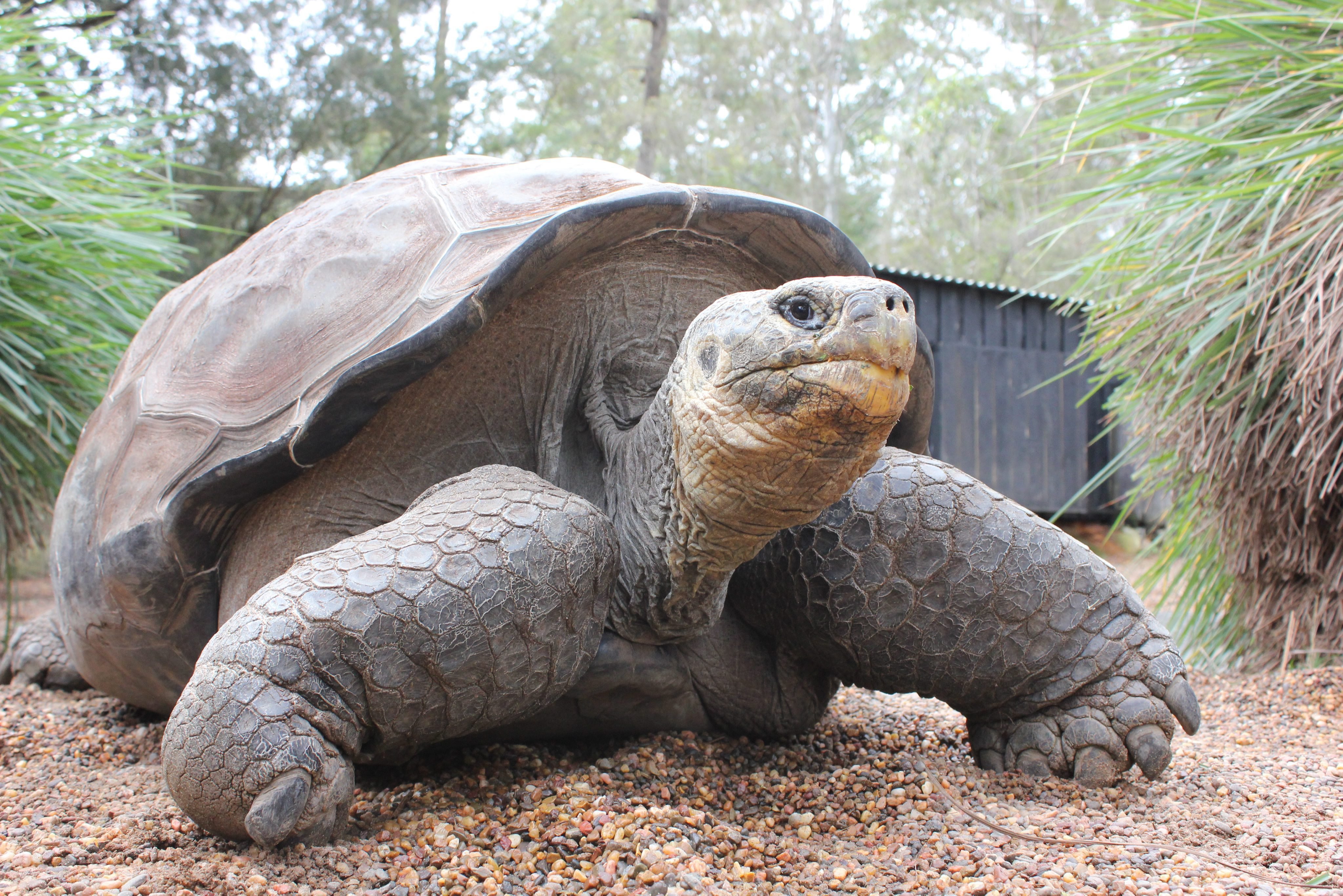 Большая галапагосская черепаха. Галапагосская черепаха. Абингдонская слоновая черепаха. Абингдонская слоновая черепаха одинокий Джордж. Галапагосская черепаха Джордж.