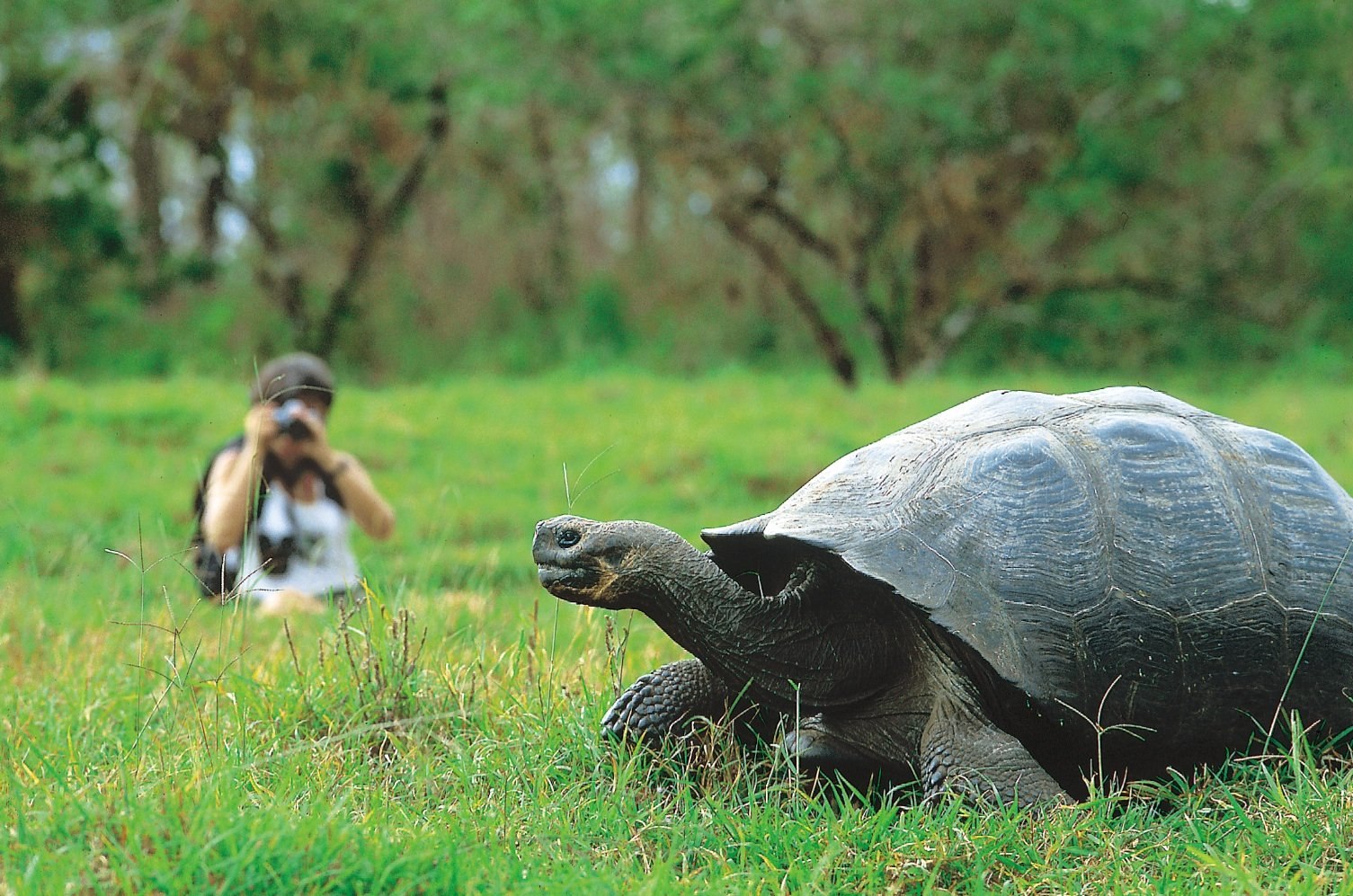 Слоновая черепаха среда обитания. Галапагосская черепаха. Галапагосские острова черепахи. Галапагосская слоновая черепаха.