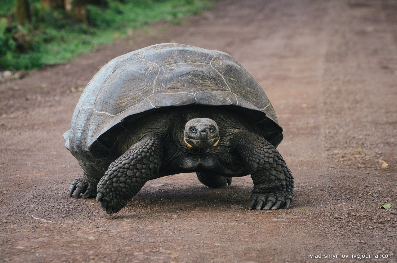 Слоновая черепаха относится к отряду. Галапагосская слоновая черепаха. Слоновые черепахи Галапагосы. Слоновая черепаха Сухопутные черепахи. Черепаха Гариетта.