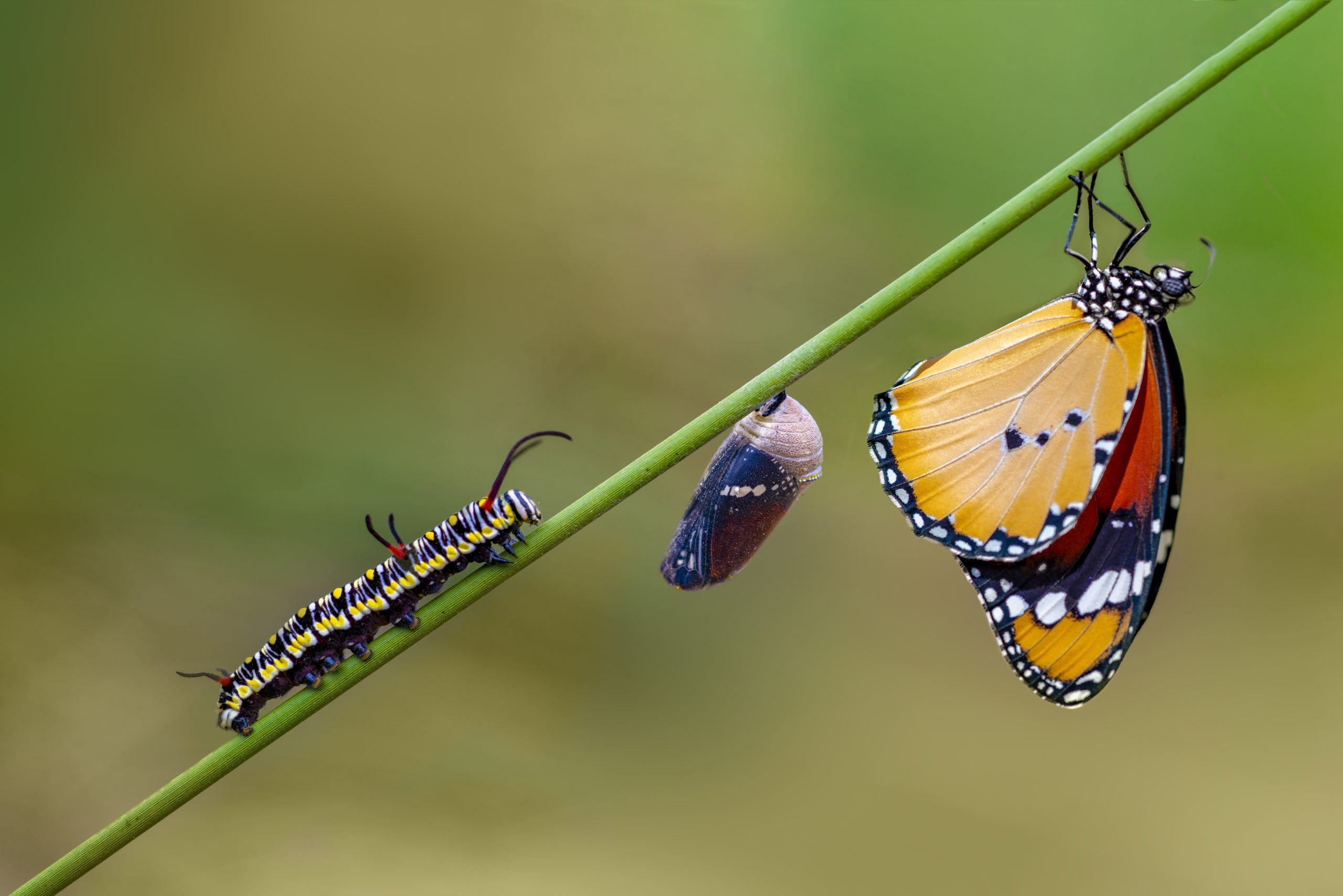 Хотела стать бабочкой. Гусеница Катерпиллер бабочка. Превращение гусеницы в бабочку гусеницы. Бабочка Монарх гусеница. Гусеница куколка бабочка.