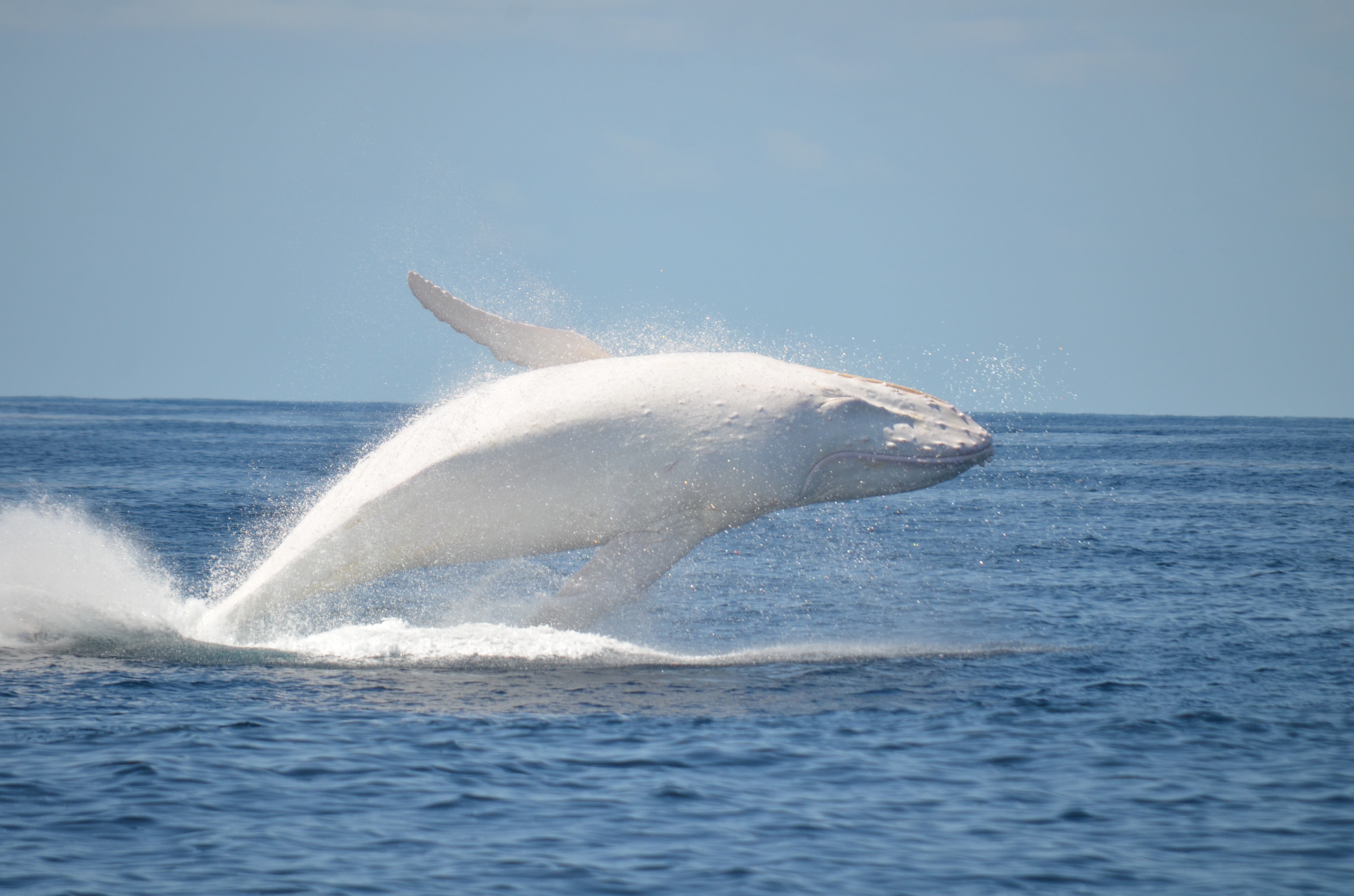 Лоб дельфина. Горбатый кит Мигалу. Белый кит Мигалу. Кит Горбач альбинос. Касатка Дельфин Белуха кит.