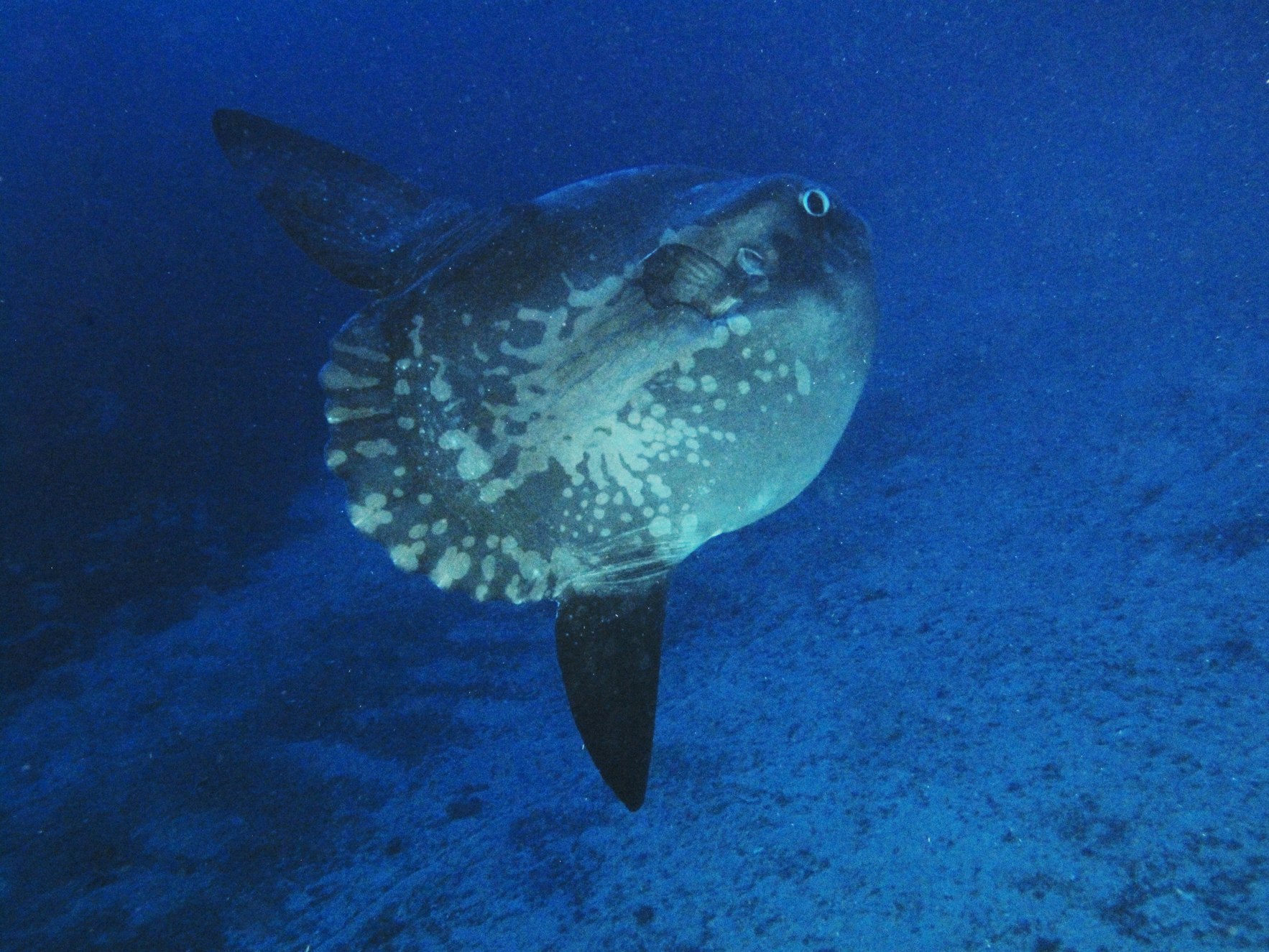 Рыба луна фото. Обыкновенная Луна-рыба Mola Mola. Sunfish рыба. Дальневосточный морской заповедник рыба-Луна. Телескоп, Комета, рыба-Луна, рыба-солнце (солнечник), Звездочет..