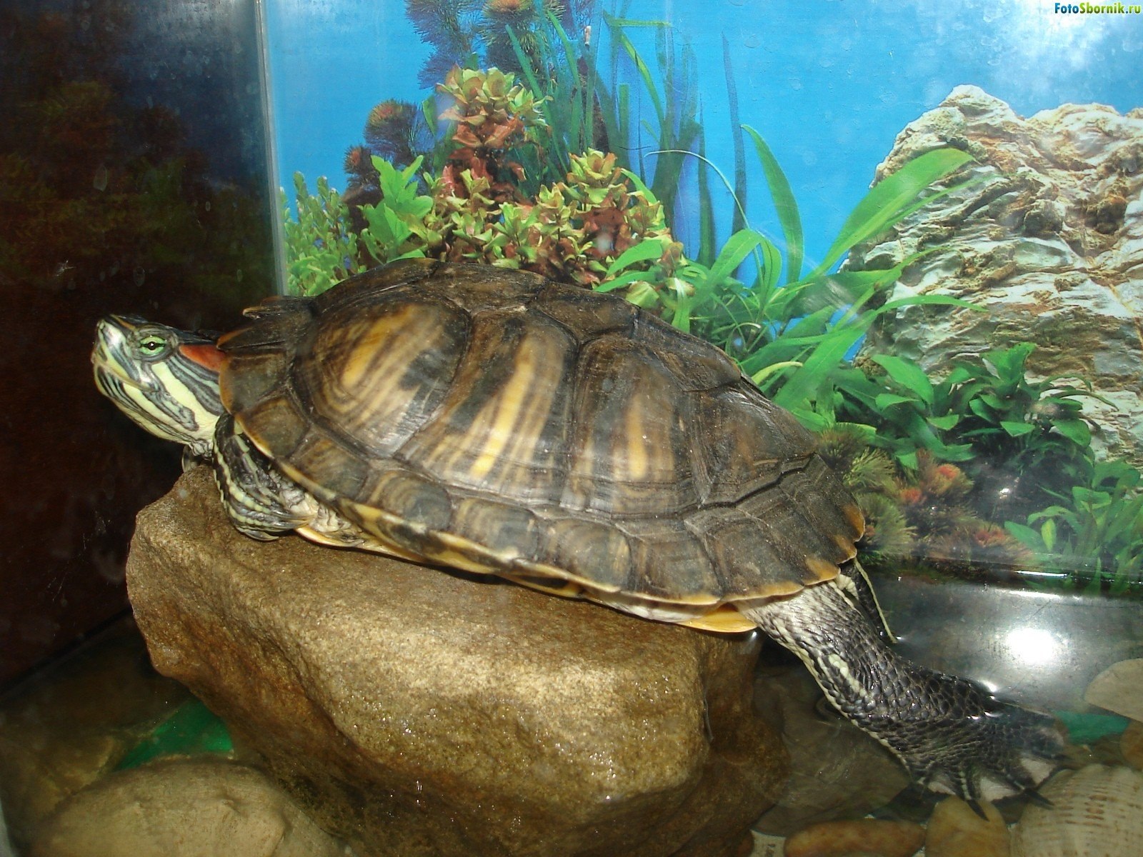 Менять воду черепахе. Черепаха водная красноухая. Морская черепаха красноухая. Красноухая водоплавающая черепаха. Красноухая водяная черепаха.