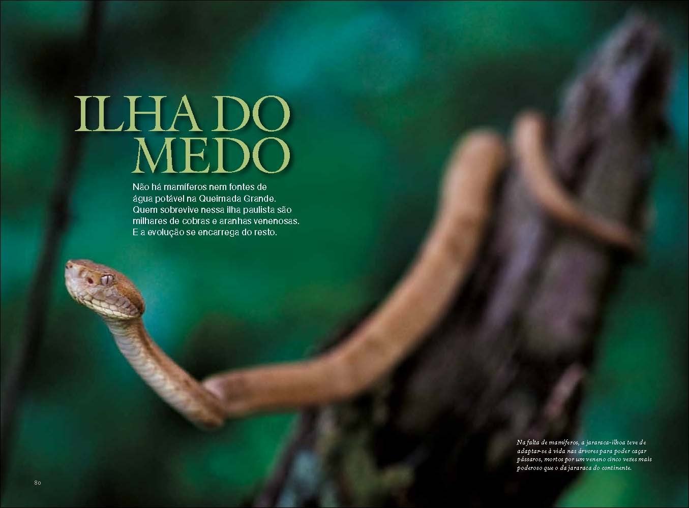 Остров змей фото. Остров Кеймада-Гранди Бразилия. Кеймада-Гранди змеиный остров. Змеиный остров (Snake Island), Бразилия.