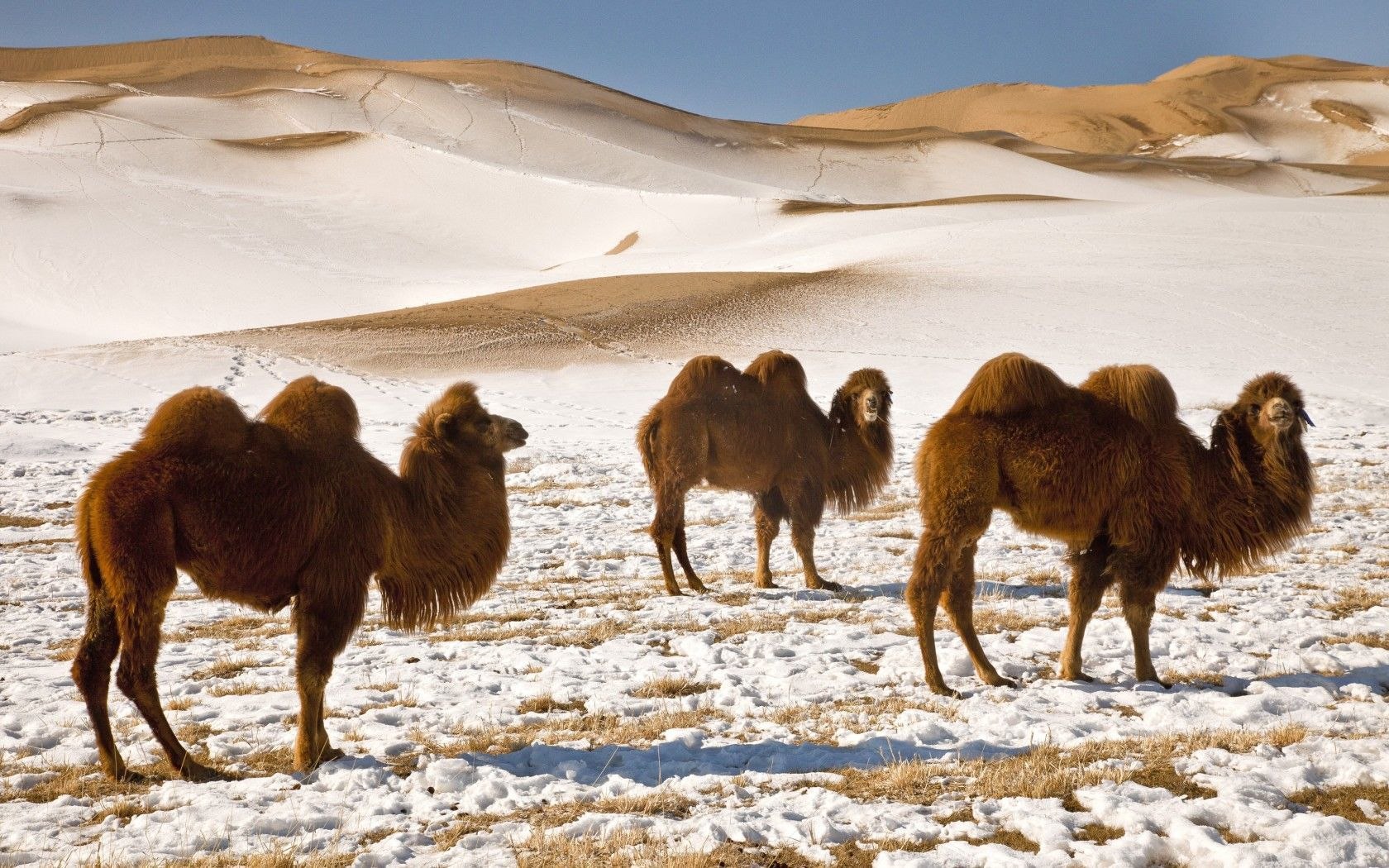 Верблюд в тундре. Двугорбый верблюд Гоби. Двугорбый верблюд в Монголии. Бактриан - двугорбый монгольский верблюд Монголия. Бактриан верблюд Гоби.