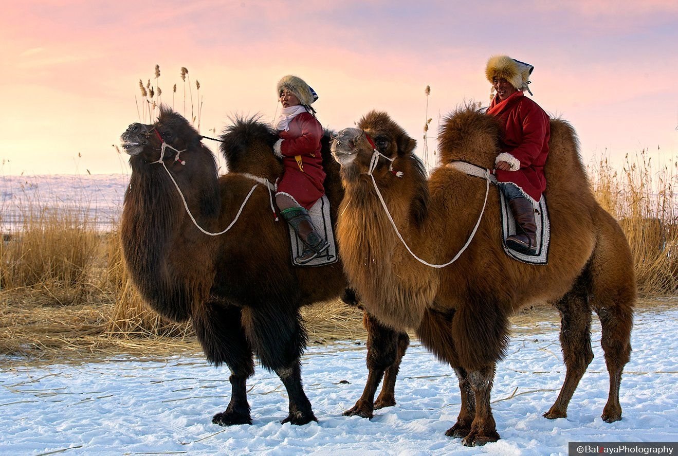 Верблюды северные олени. Двугорбый верблюд в Монголии. Бактриан - двугорбый монгольский верблюд Монголия. Калмыцкий двугорбый верблюд. Казахский двугорбый верблюд.