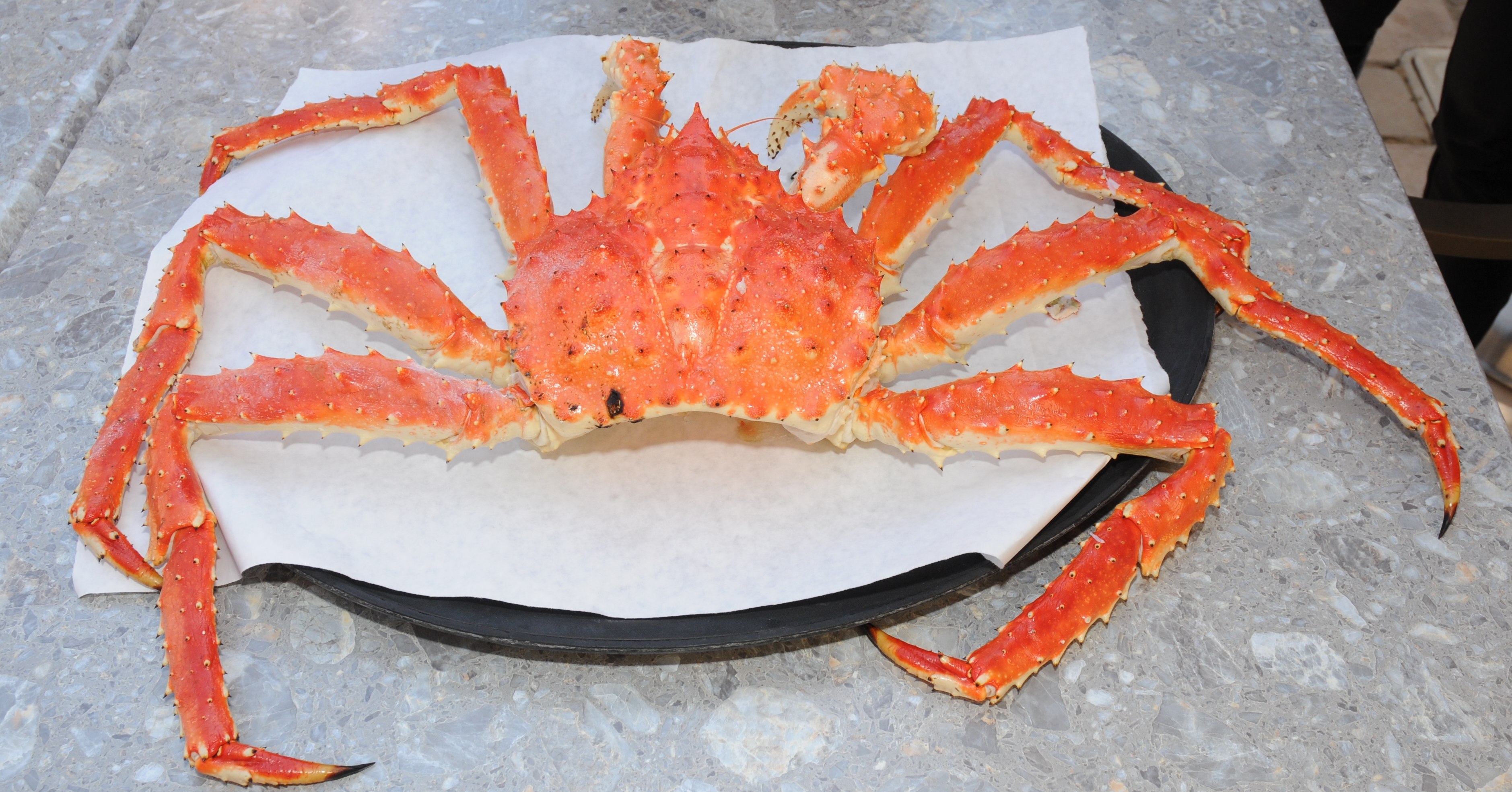 Какого размера краб. Краб альбинос Камчатский. Red King Crab. Камчатский краб гигант. Самка Камчатского краба.