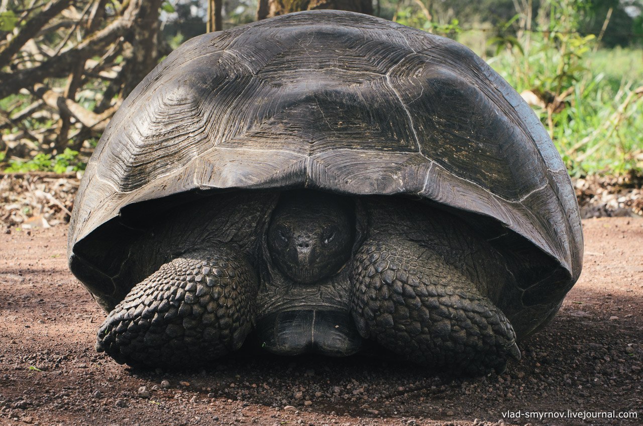 Большая галапагосская черепаха. Галапагосская черепаха. Галапагосская гигантская черепаха. Галапагосские острова черепахи. Слоновая черепаха.