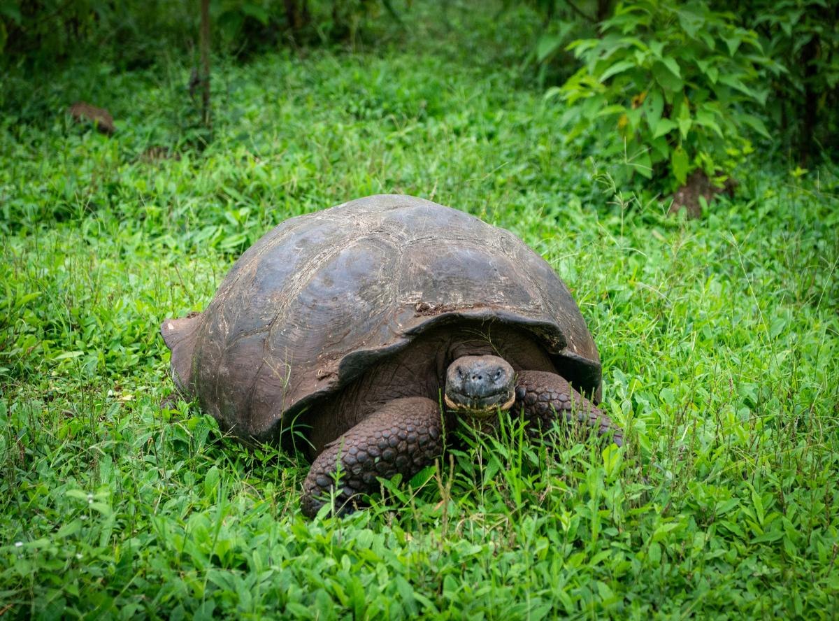 Слоновая черепаха относится к отряду. Галапагосская черепаха. Сухопутная черепаха Галапагосы. Галапагосская слоновая черепаха. Слоновая (Галапагосская) сухопутная черепаха.