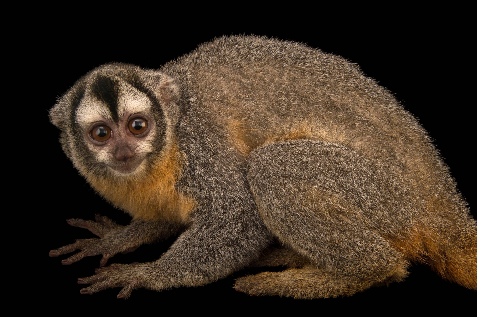 Обезьяна дурукуль 8 букв. Мирикина обезьяна. Aotus zonalis. Сельва мирикина обезьяна. • Панамская мирикина (Aotus lemurinus).