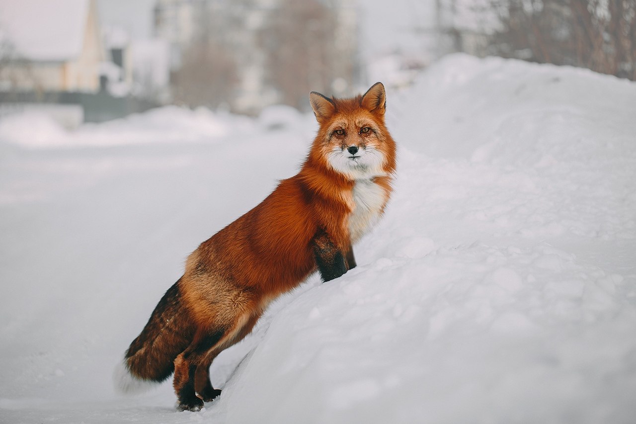 Fox russia