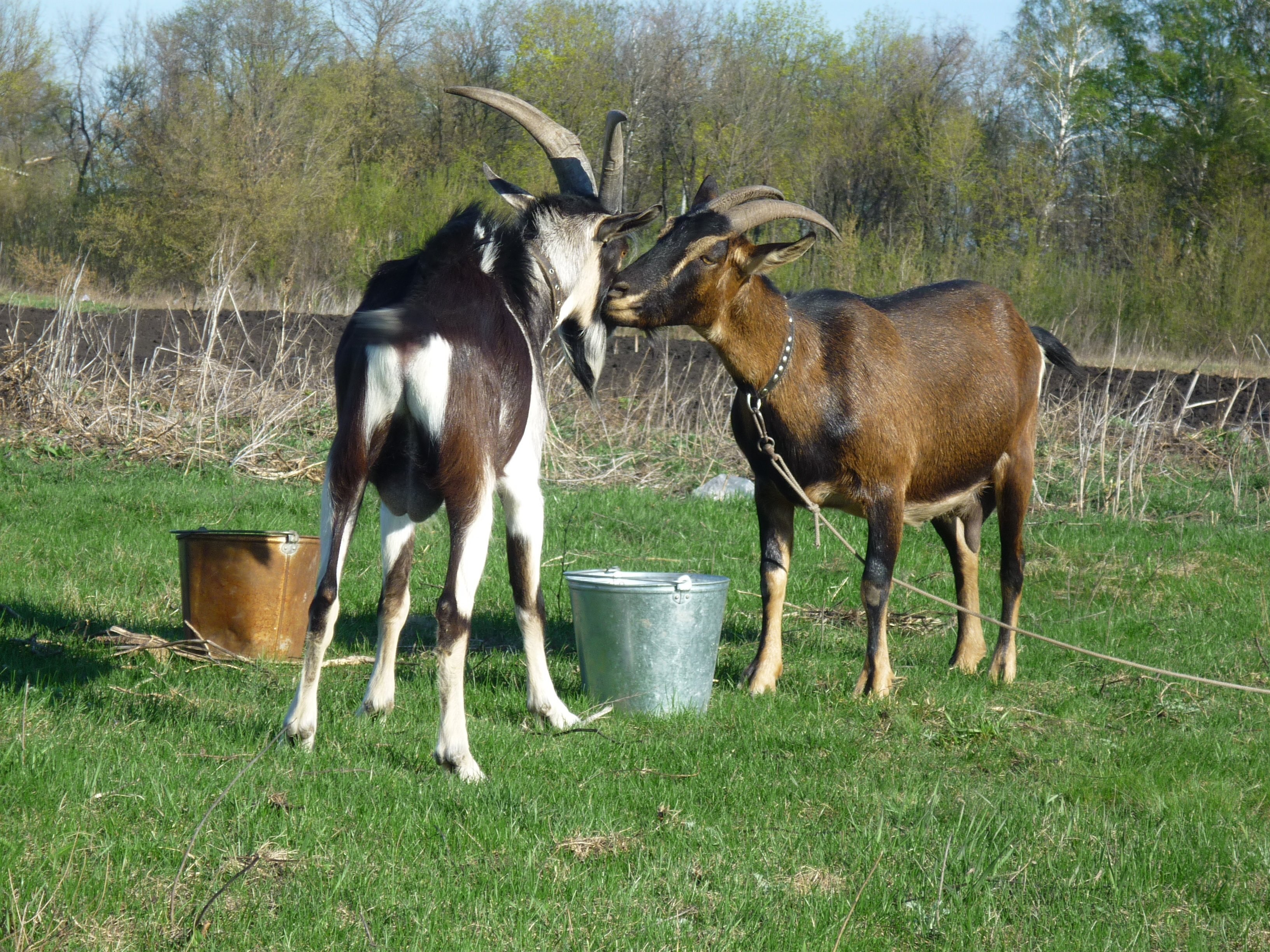 Породы дойных коз. Степные породы коз. Финская порода коз. Венгерская коза. Альпийская порода коз.