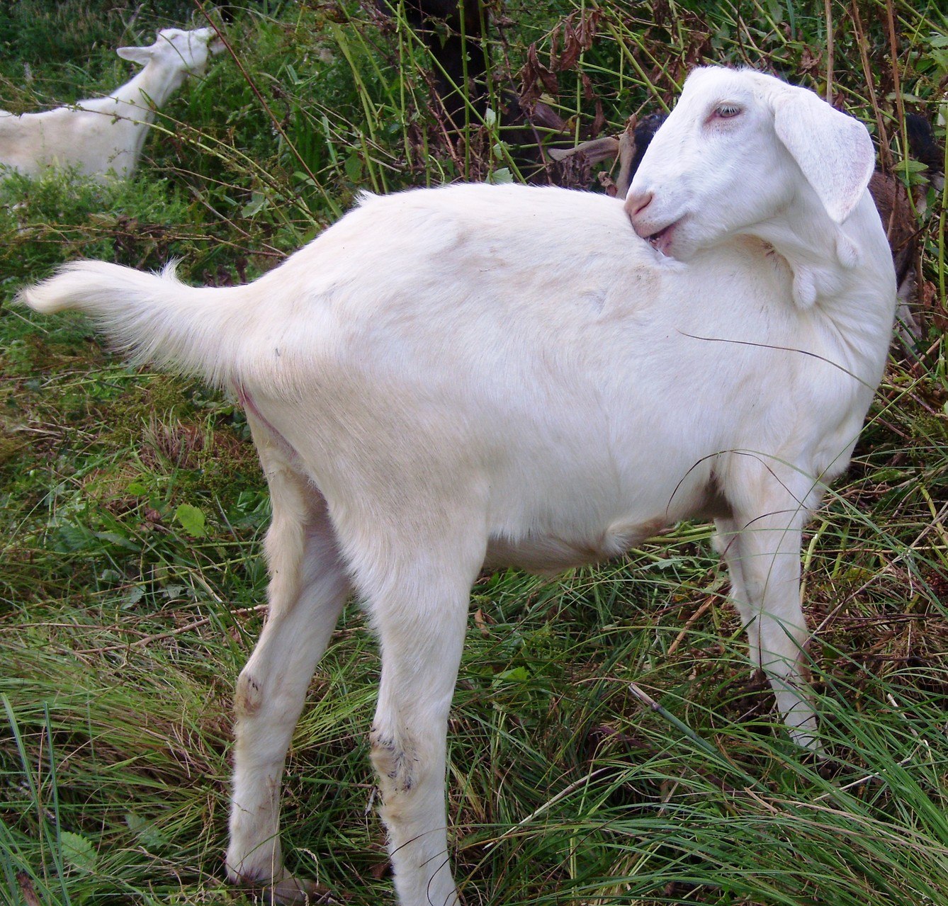 Зааненская порода купить. Зааненская коза. Породы коз Бионда. Козы зааненской породы. Зааненская порода коз.