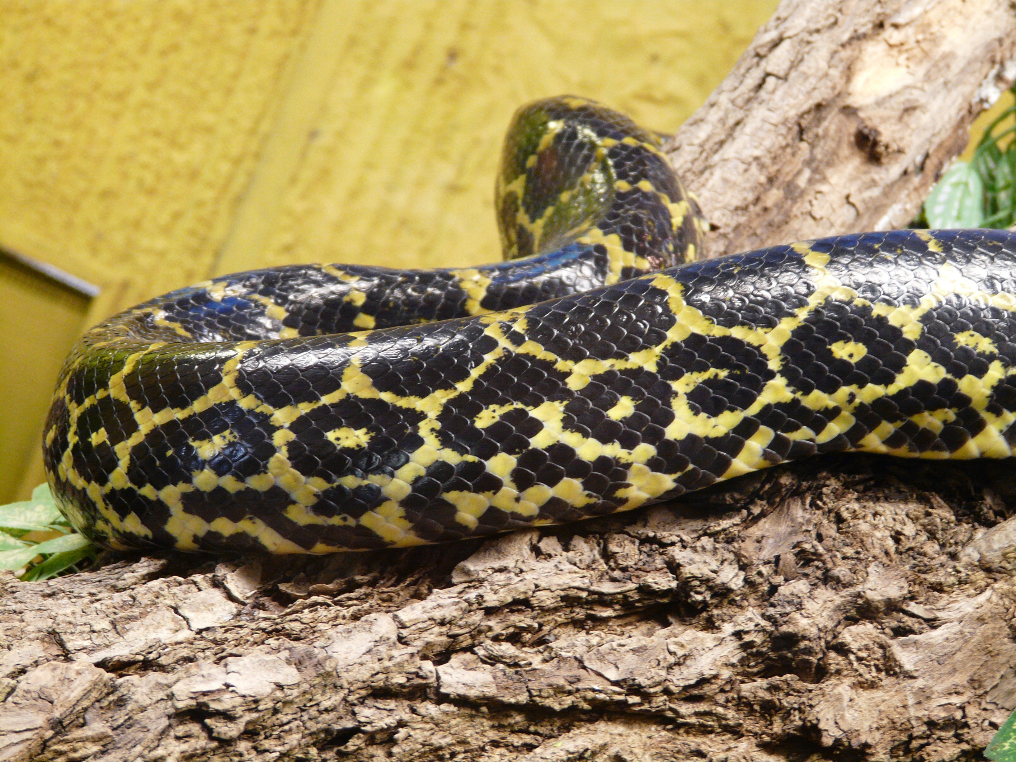 Анаконда 7. Желтая парагвайская Анаконда. Анаконда змея. Анаконда парагвайская (Южная).
