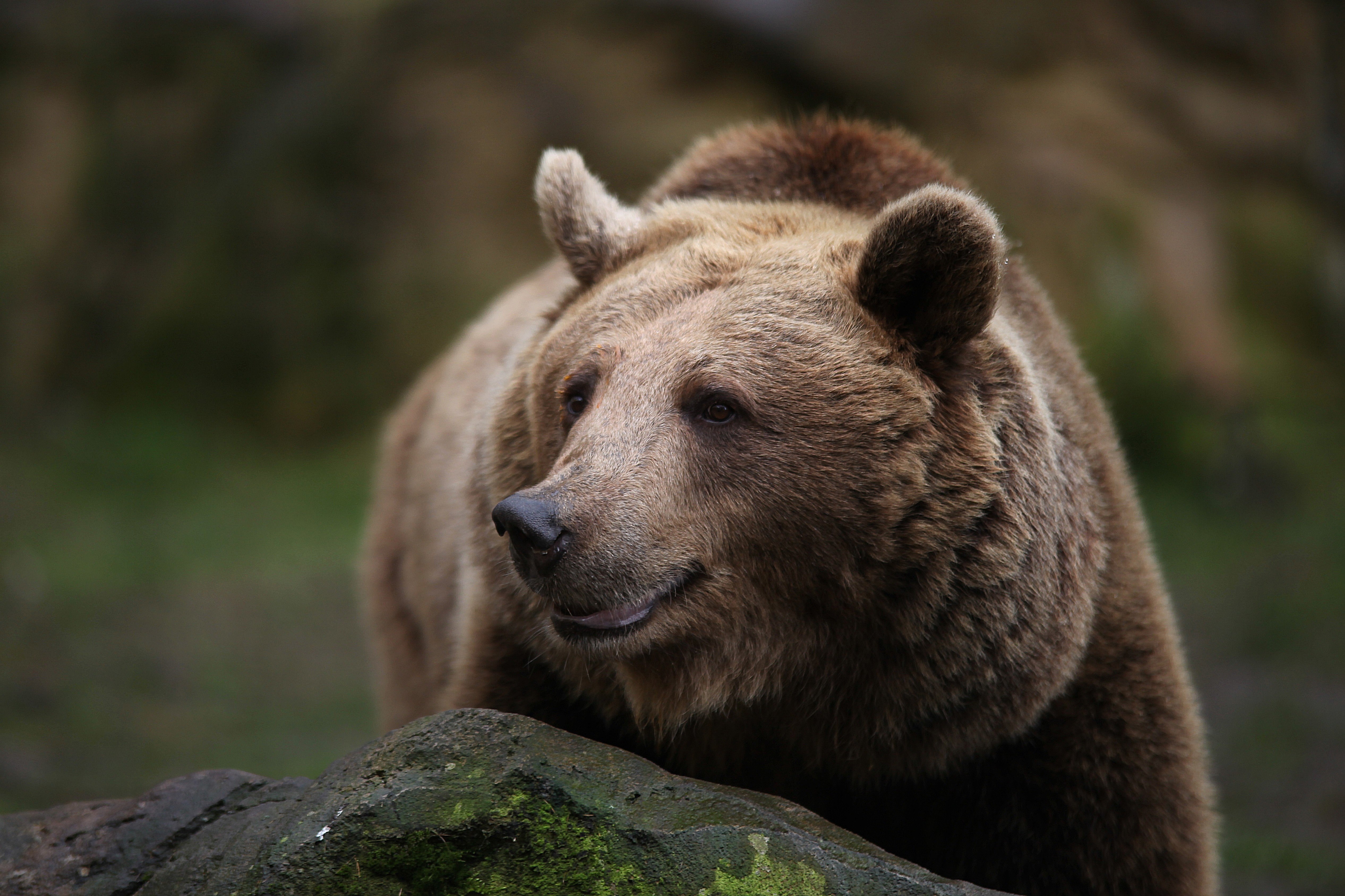 Bear stone. Медведь Гризли. Бурый медведь. Медведь Гризли улыбается. Медведь улыбается.