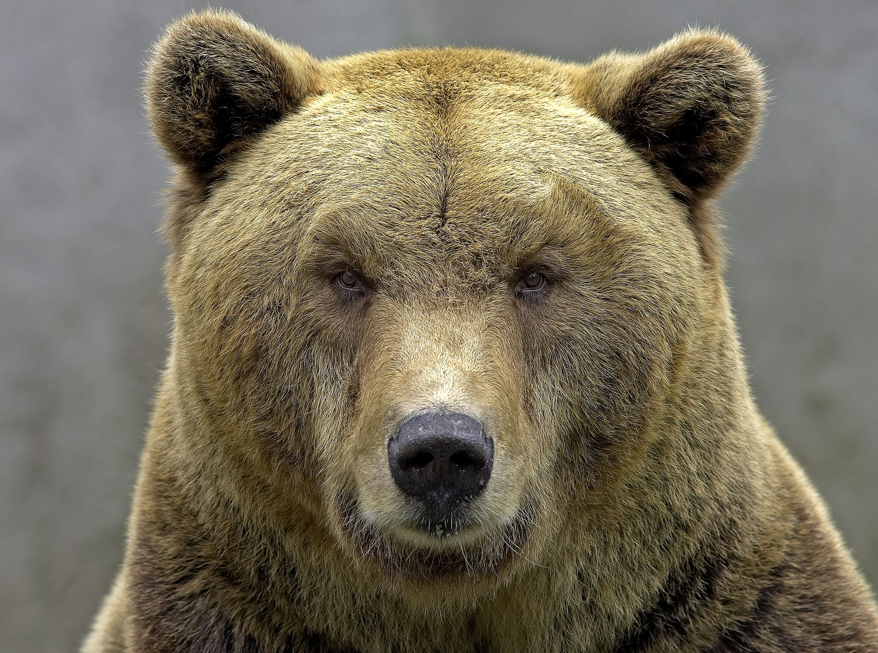 Бурый медведь голова. Медведь. Лицо медведя. Медвежья морда. Голова медведя.