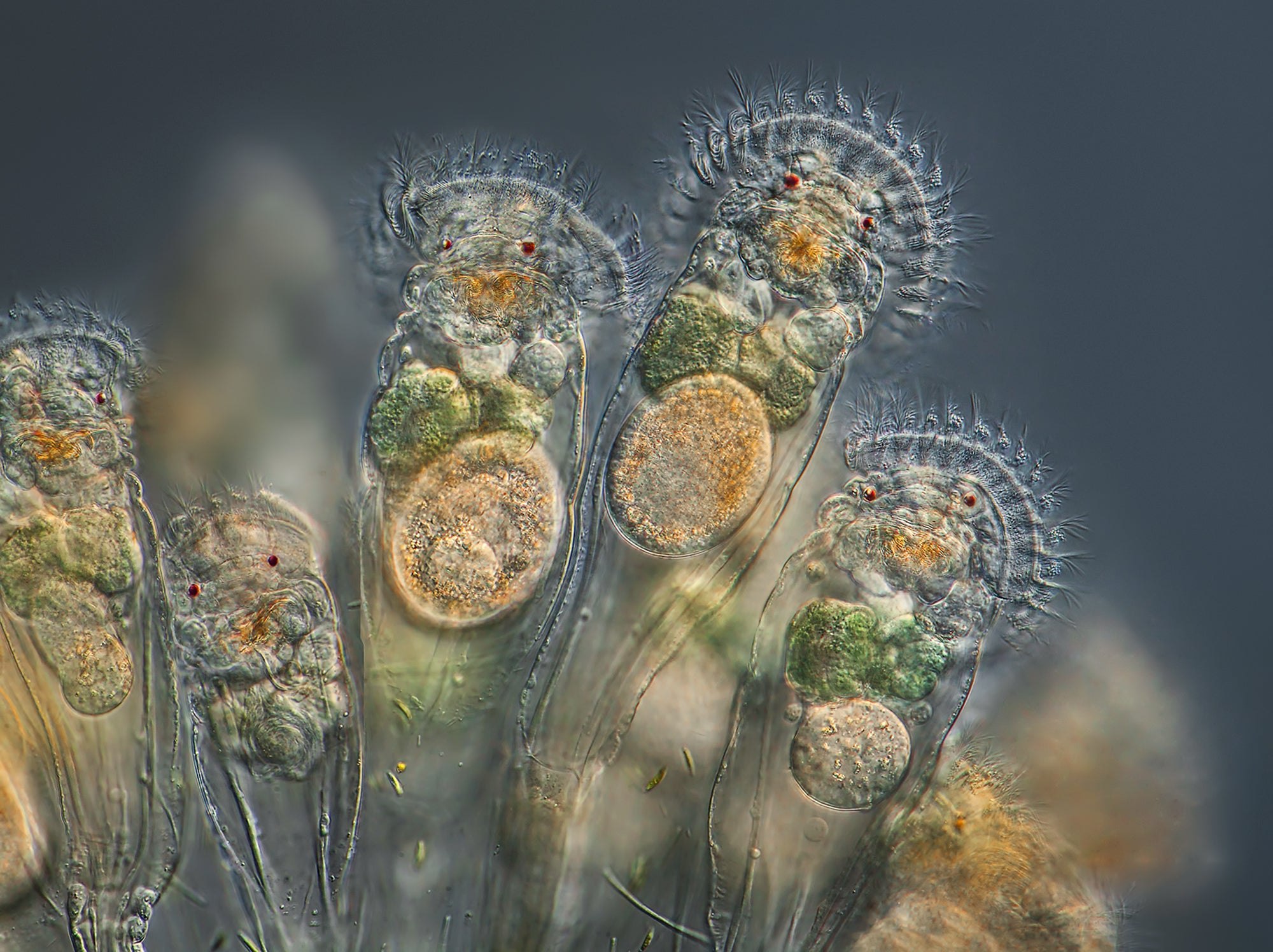 Самые крупные живые организмы. Rotatoria коловратки. Коловратки rotatoria(Rotifera). Коловратка в микроскопе. Колониальные коловратки.