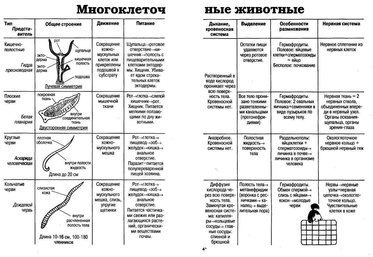 Сравнительная таблица беспозвоночных биология 7 класс