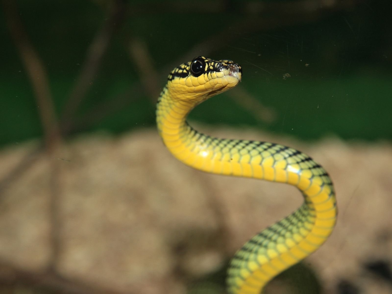 Маленькая желтая змея