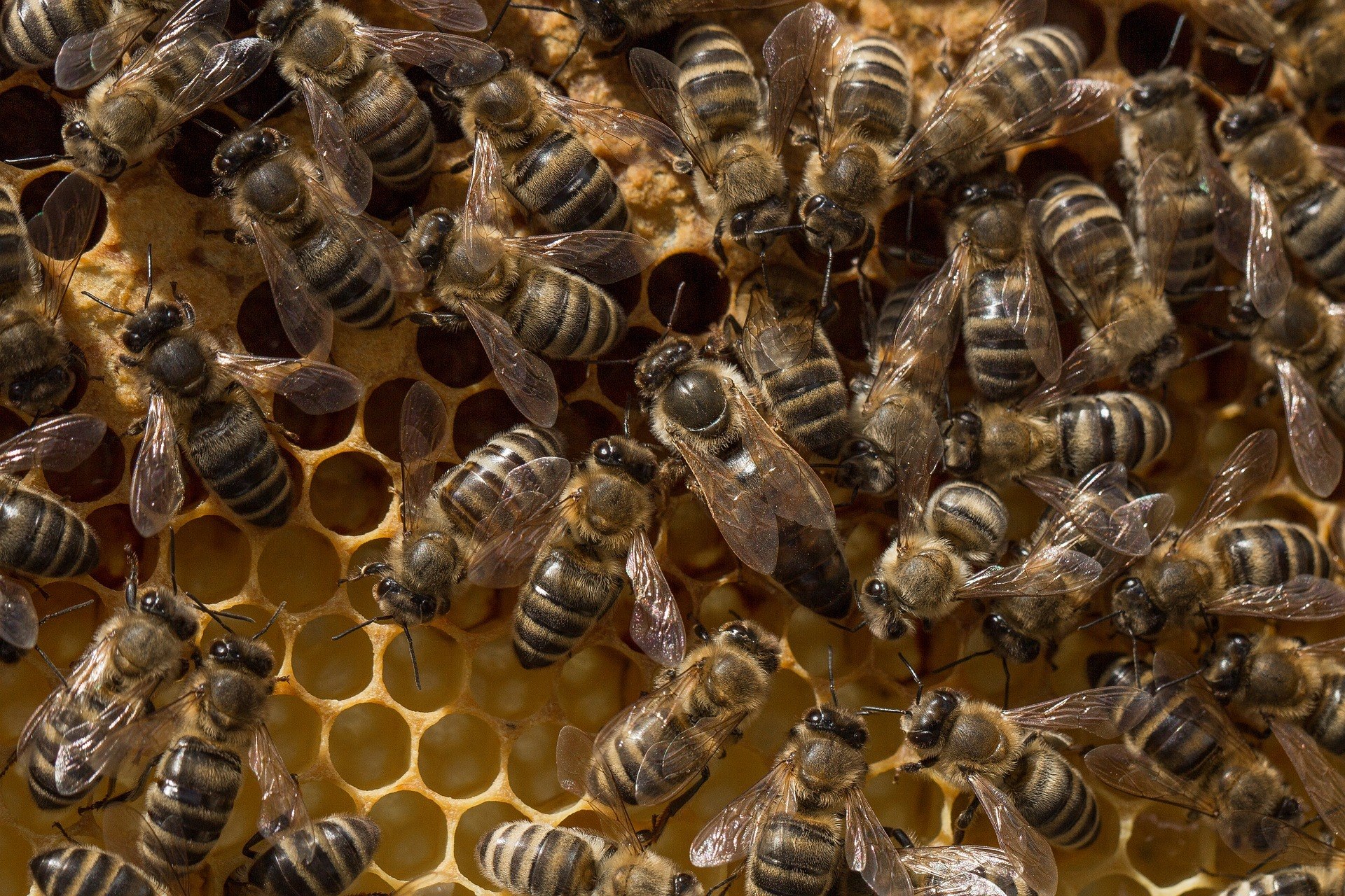 Фото пород пчел крупным планом