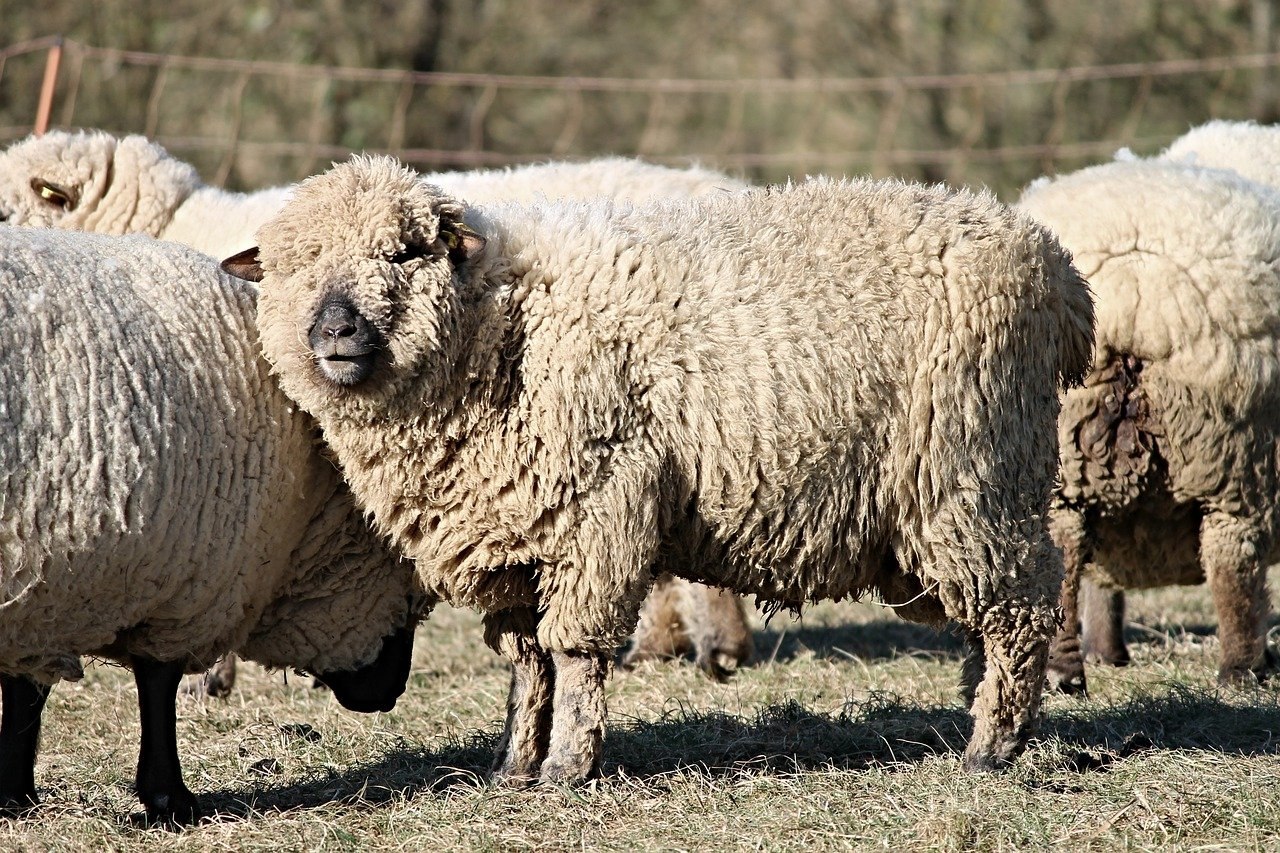 Силен овцам. Линкольнская порода овец. Порода овец цигейка. Цигайская порода овец. Кулундинская порода овец.