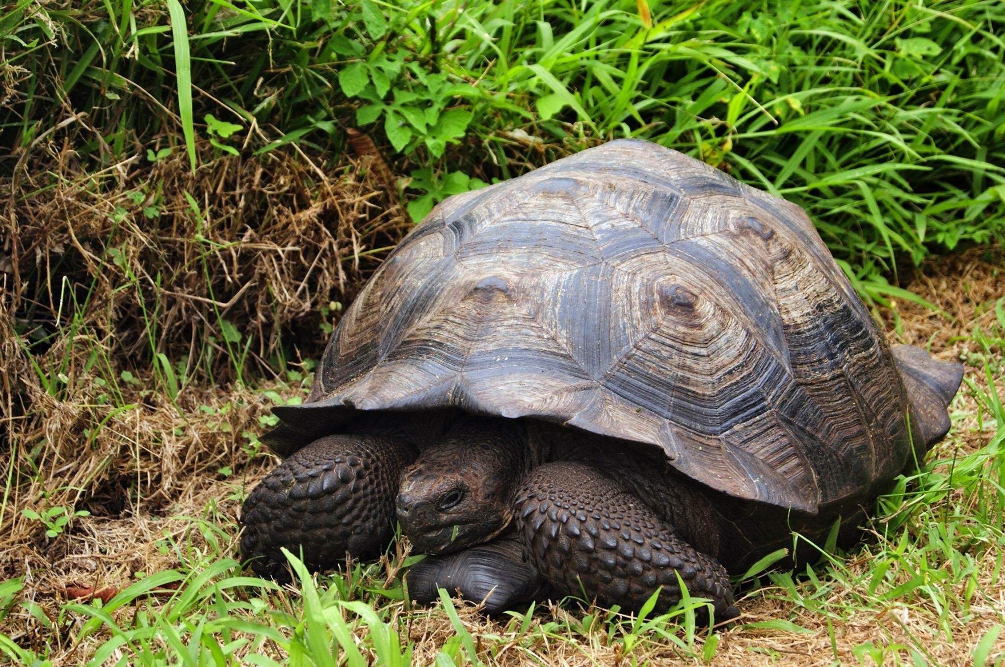 Класс черепах. Черепаха Тартаруга. Malaclemys Terrapin. Черепаха Никольского. Галапагосские черепахи хвост.