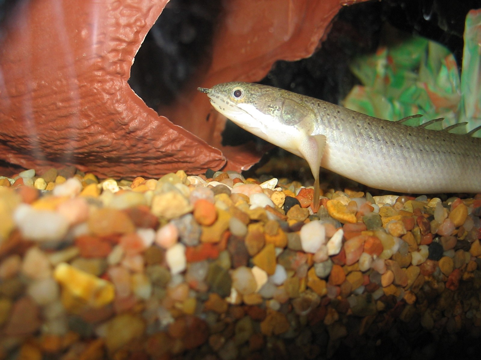 Удлиненные рыбы. Полиптерус Сенегальский альбинос. Полиптерус аквариумная рыбка. Полиптерус орнатипинис. Угорь макрогнатус глазчатый.