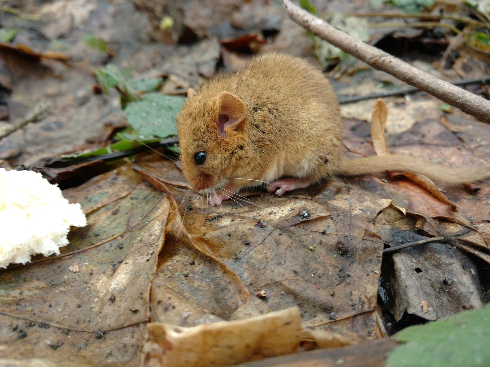 Мышь с пушистым хвостом