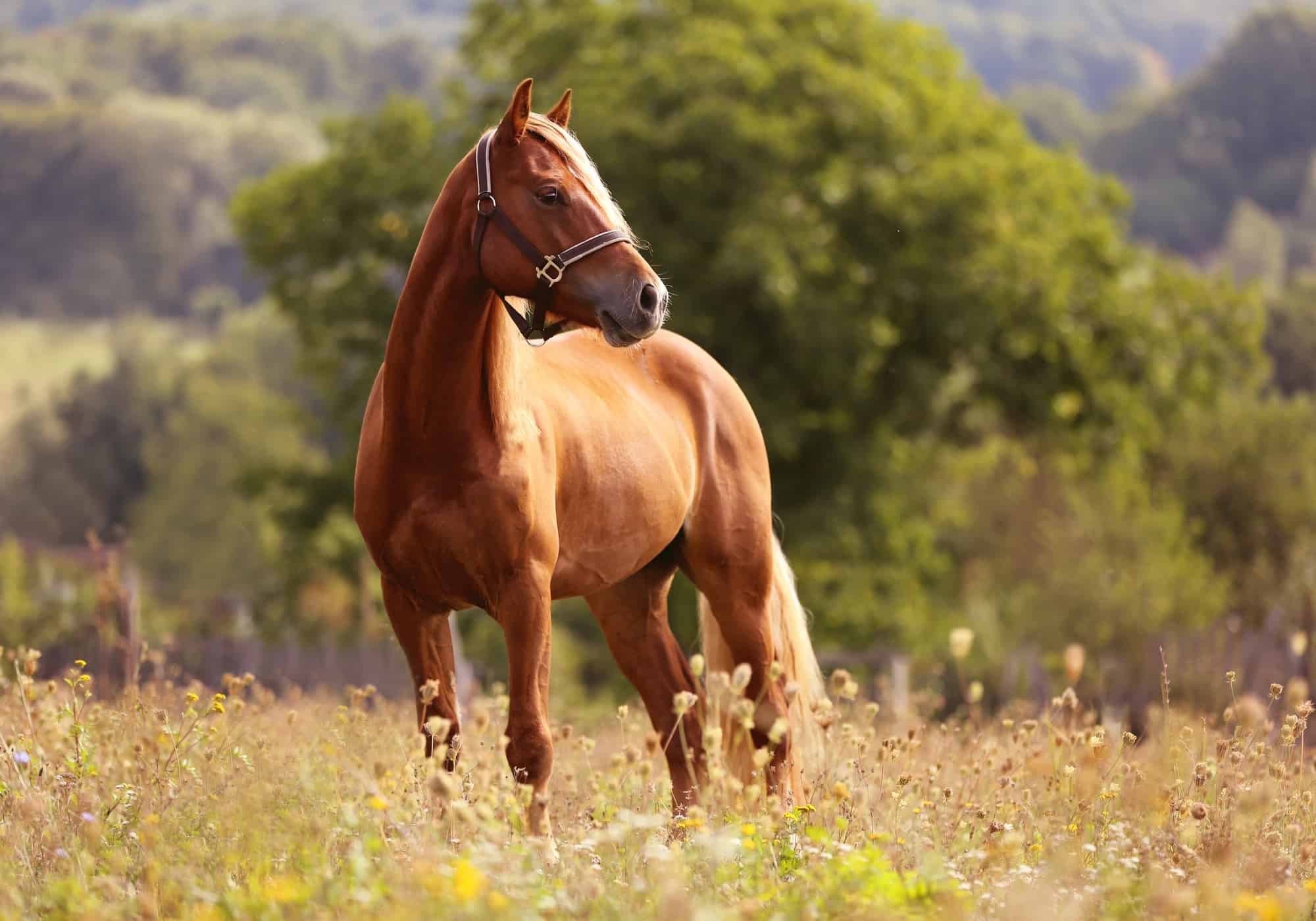 Horse pictures. Лошадь. Коричневый конь. Красивый конь. Красивые лошади на природе.