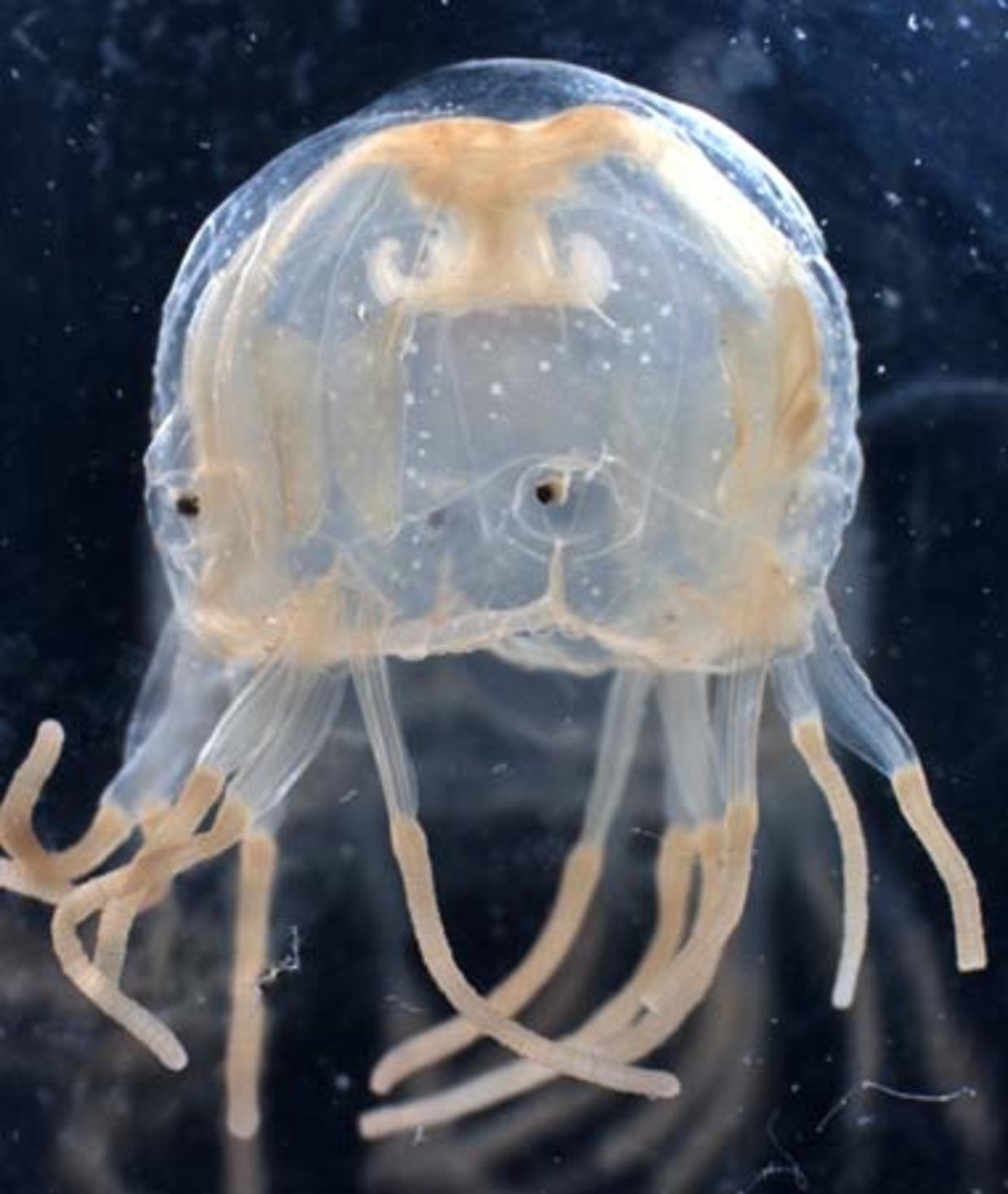 У медузы есть мозги. Медуза Оса. Кубомедуза морская Оса. Медуза коробочка. Медуза-коробочка (морская Оса).