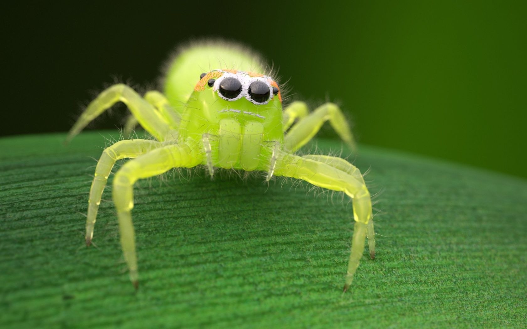 Зеленый маленький паук фото