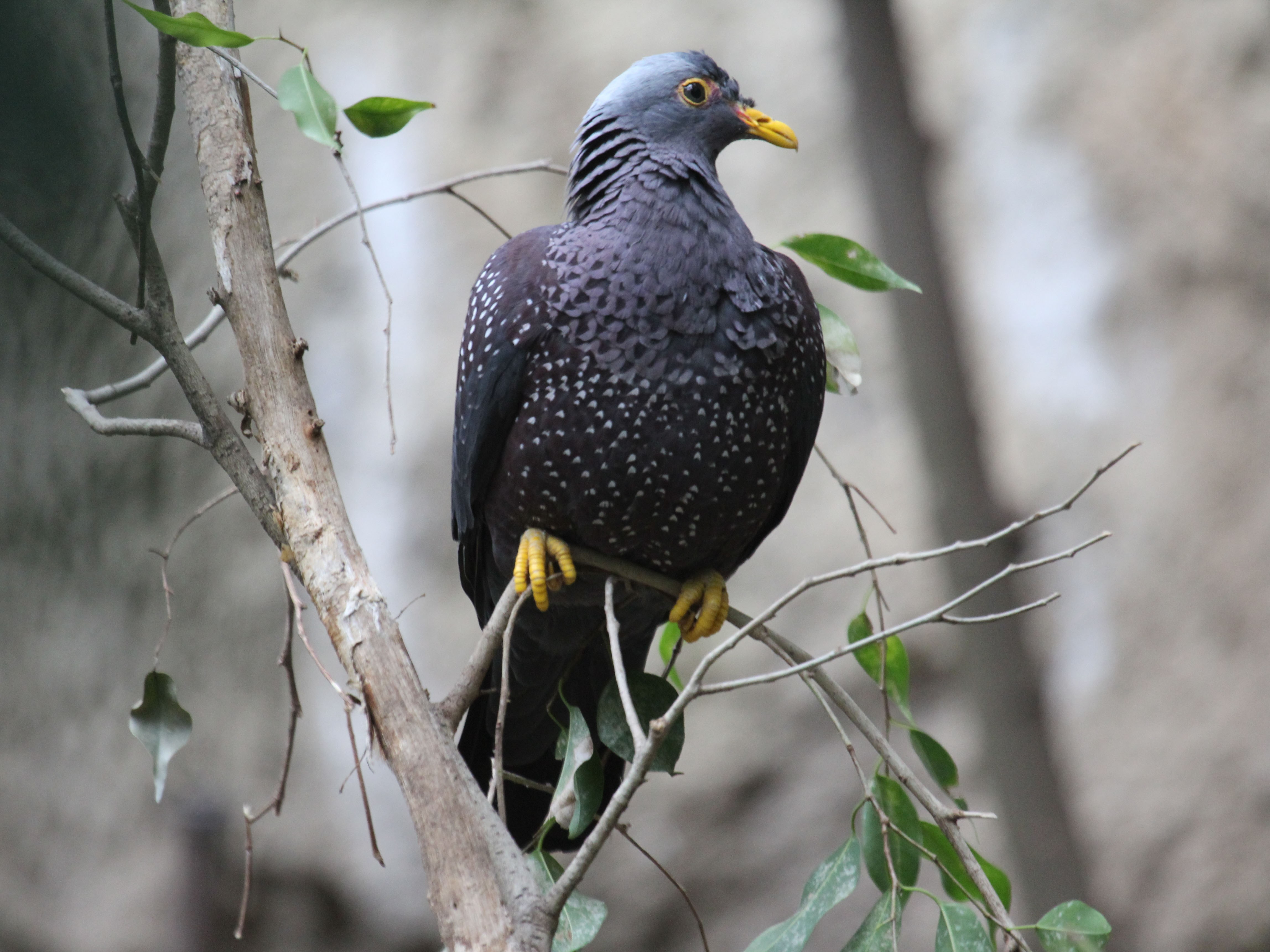 African Olive Pigeon - Columba arquatrix