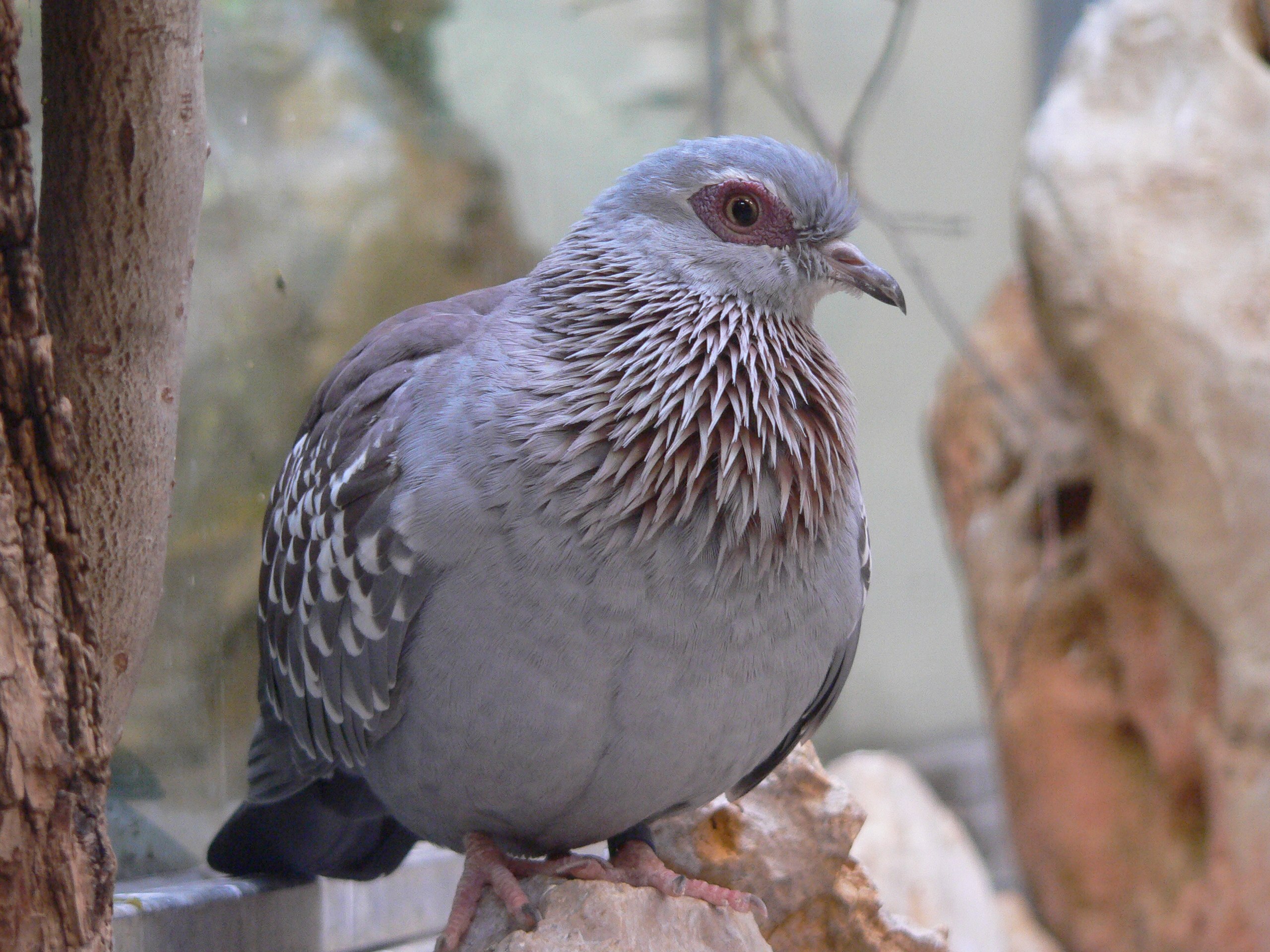 Columba Guinea