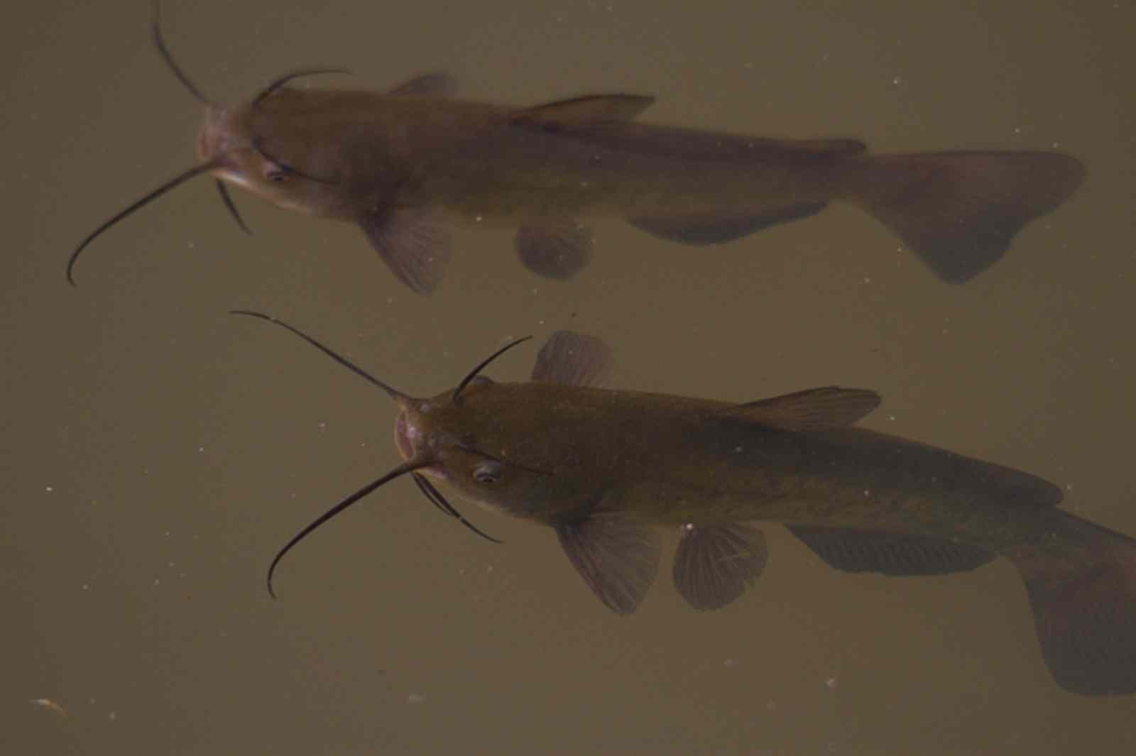 Meri brown catfish website
