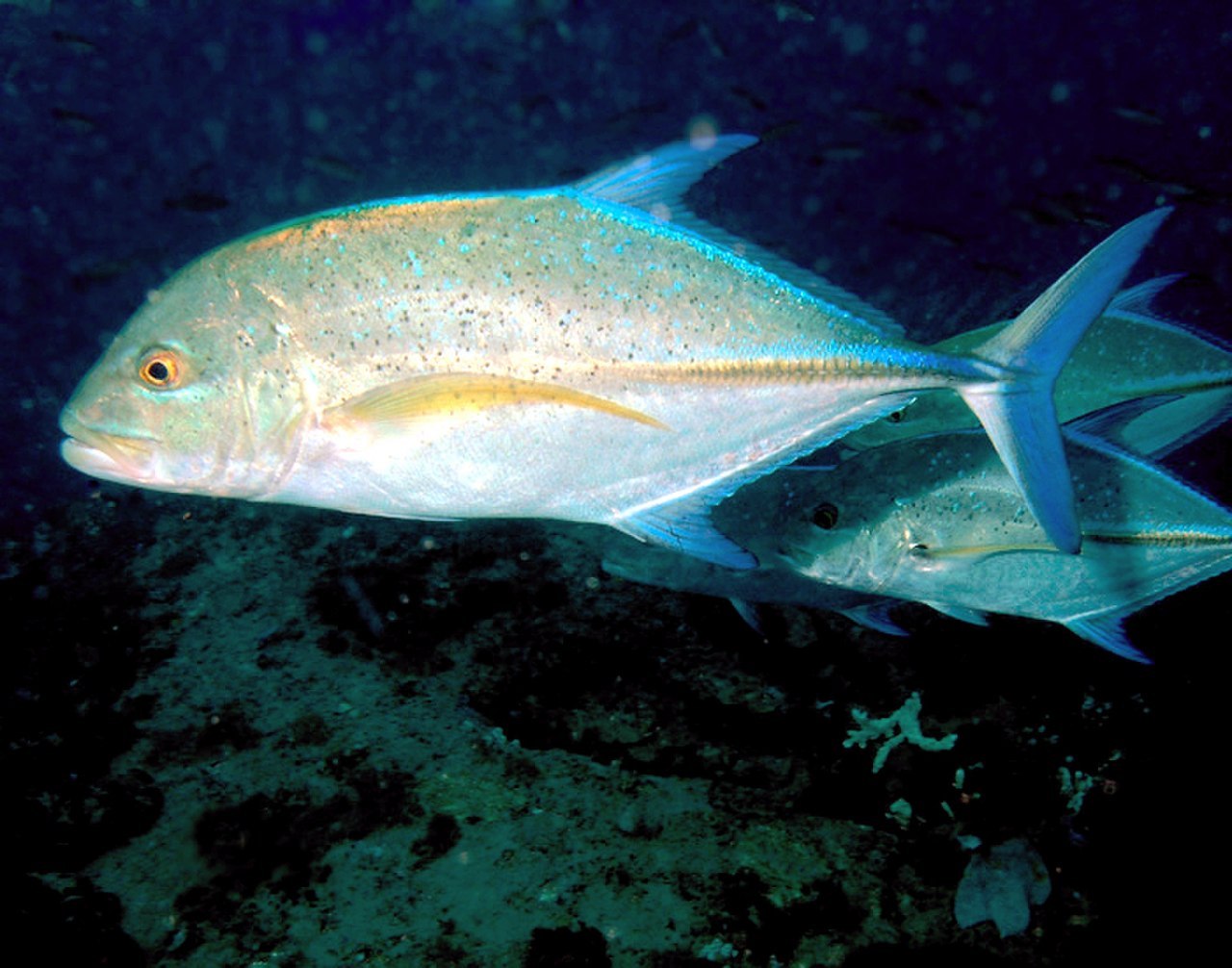 Рыба Bluefin Trevally