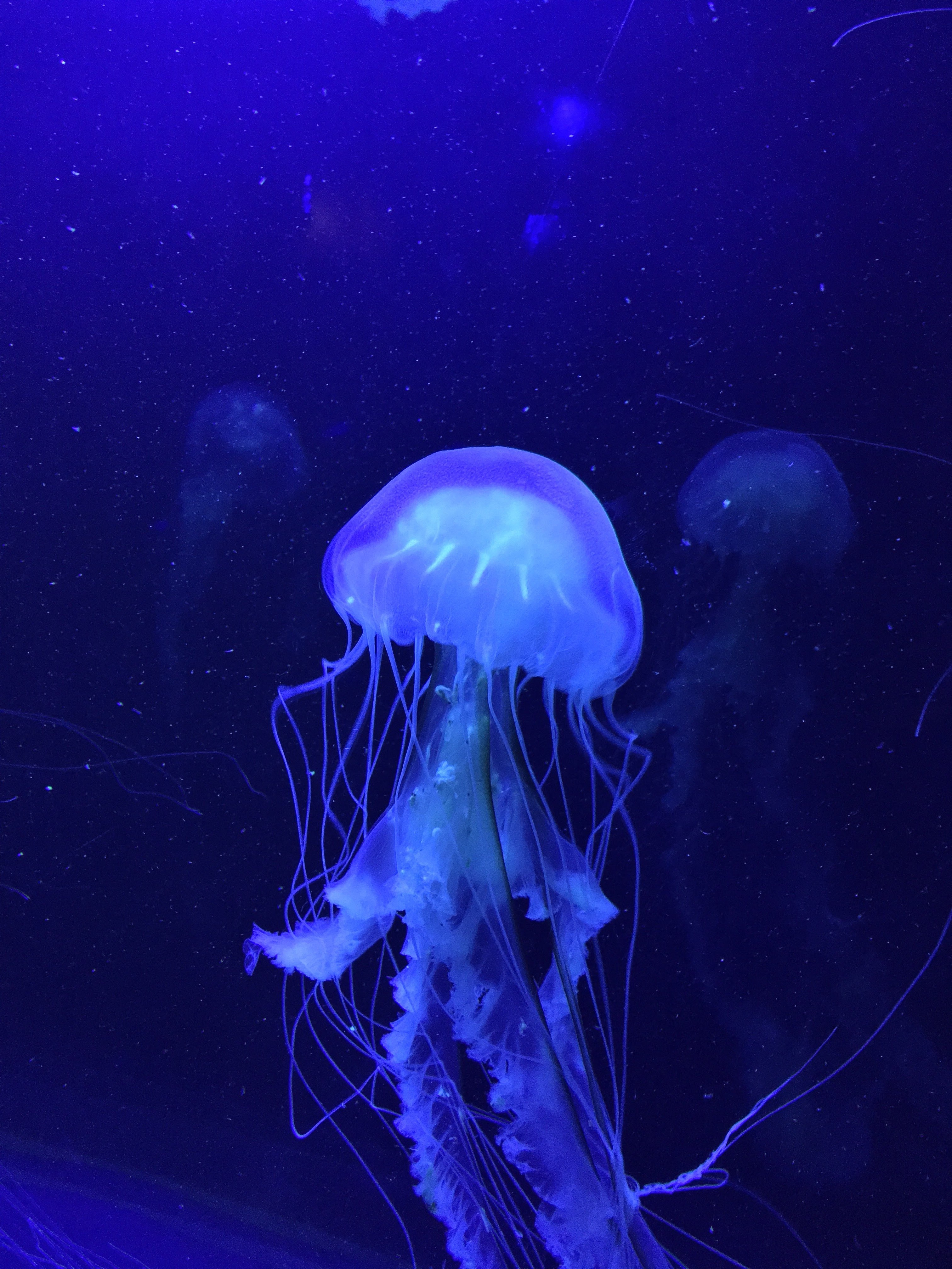 Включи видео про синий. Сцифоидные голубая медуза. Медуза (биология). Медуза Джеллифиш. Cyanea lamarckii.